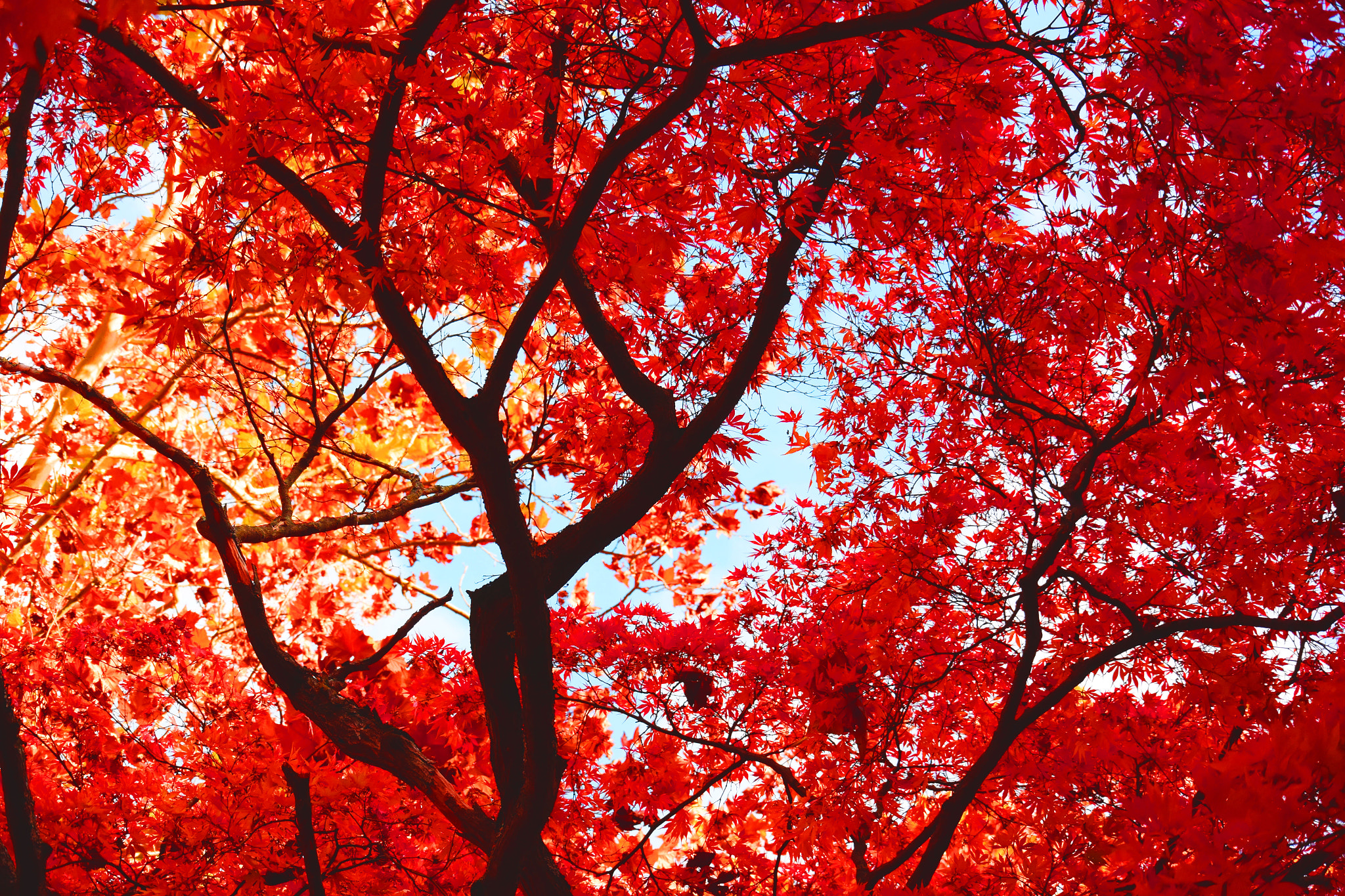 Nikon 1 Nikkor VR 30-110mm F3.8-5.6 sample photo. Dsc photography