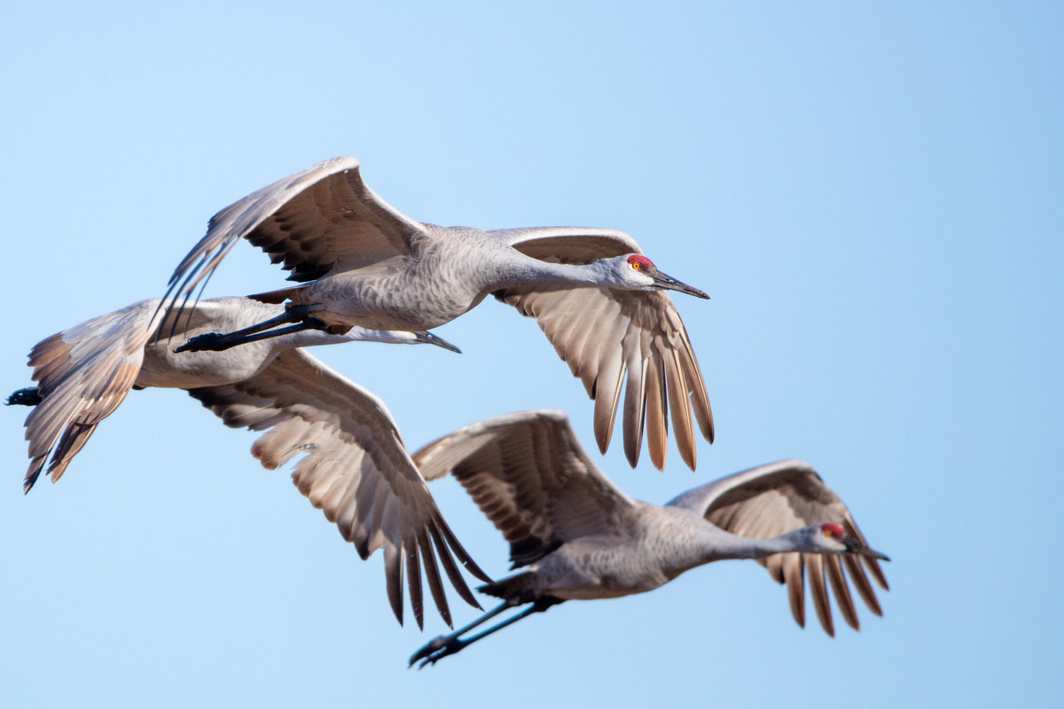 Canon EOS 5DS R + Canon EF 200-400mm F4L IS USM Extender 1.4x sample photo. Sandhill crane photography