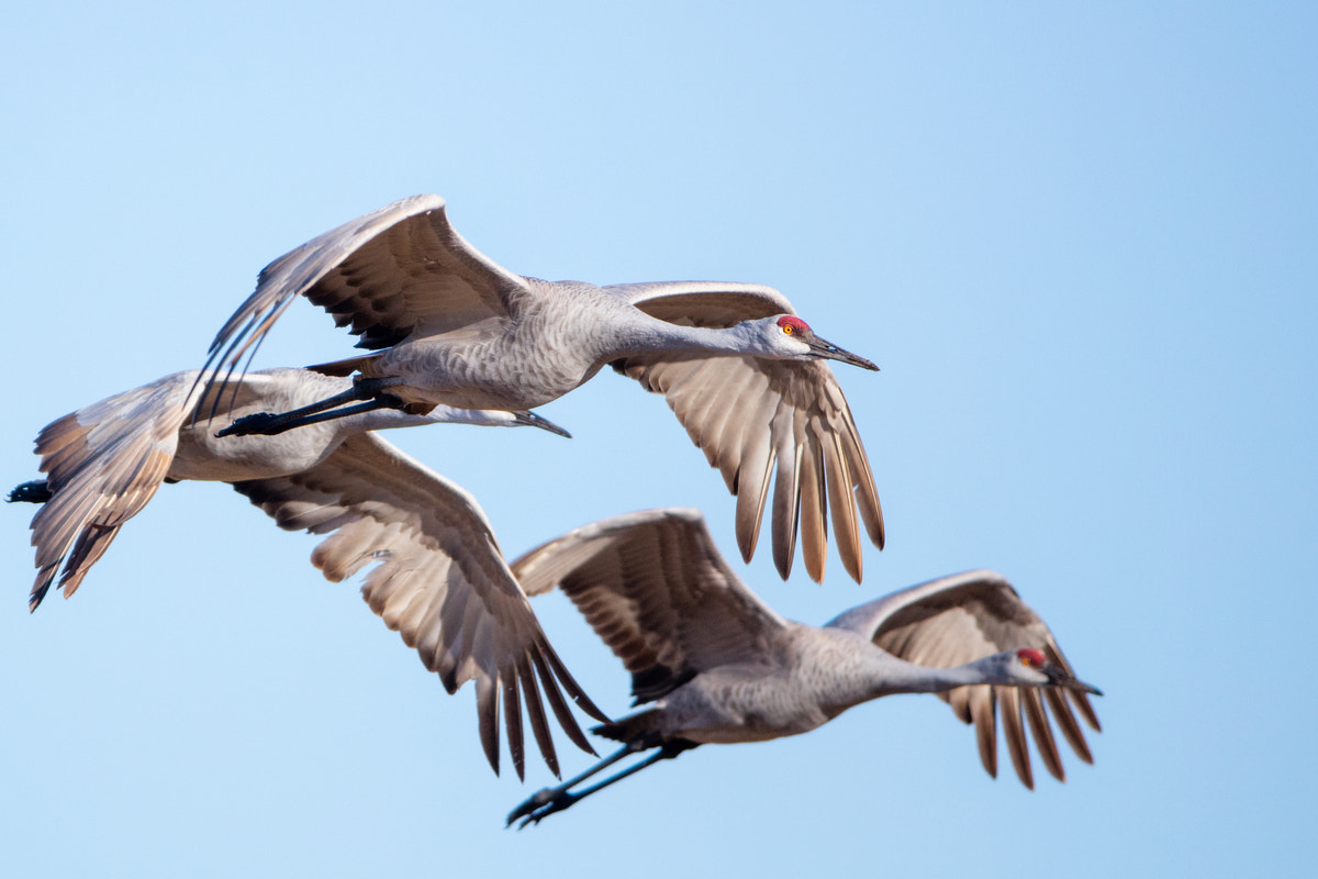 Canon EF 200-400mm F4L IS USM Extender 1.4x sample photo. Sandhill crane photography