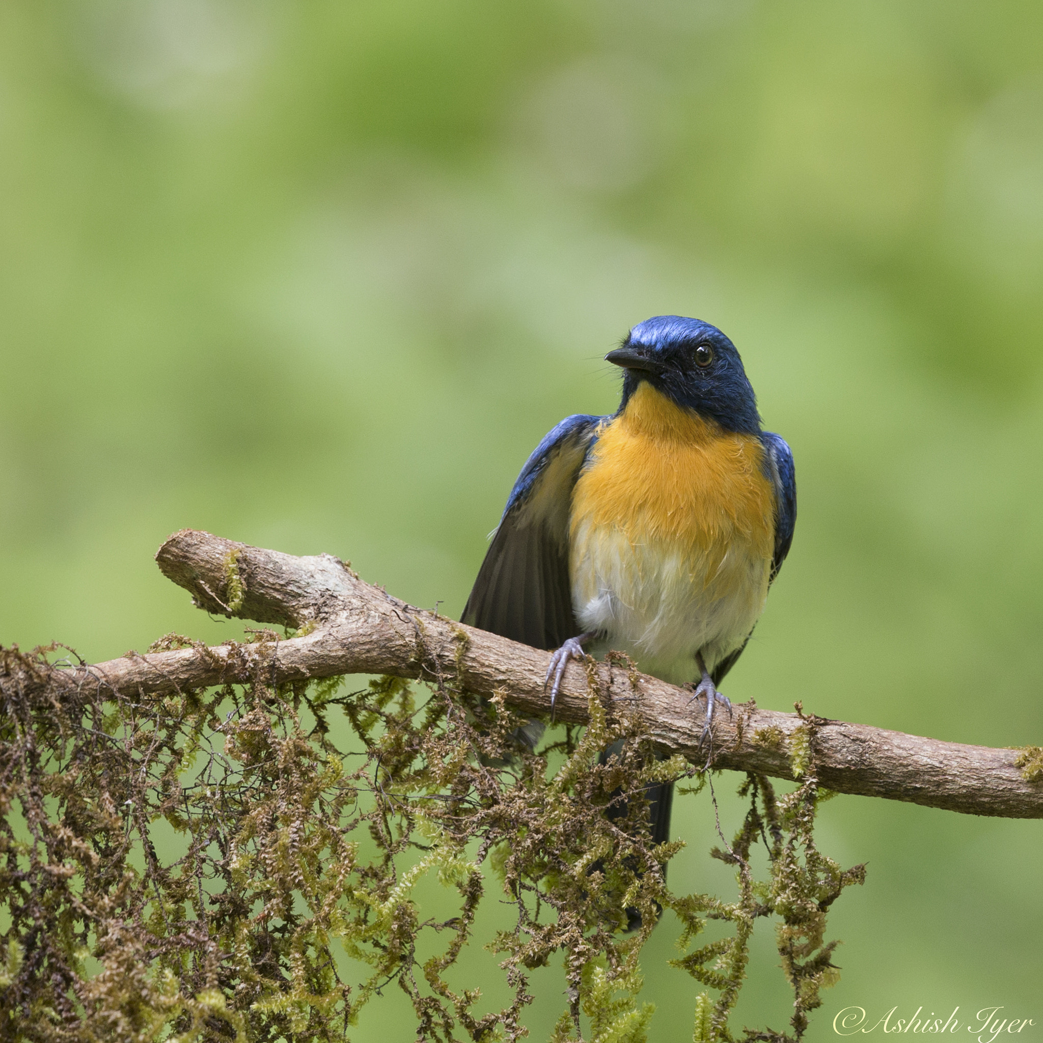 Canon EF 500mm F4L IS II USM sample photo. Tickell's blue flycatcher photography