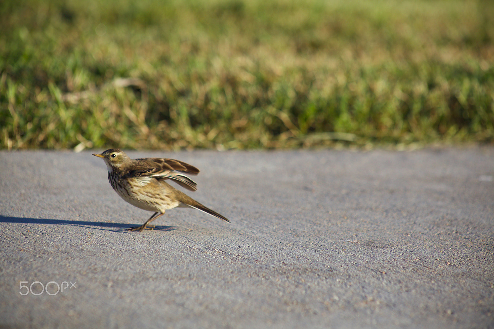 EF75-300mm f/4-5.6 sample photo. Ready for take off photography