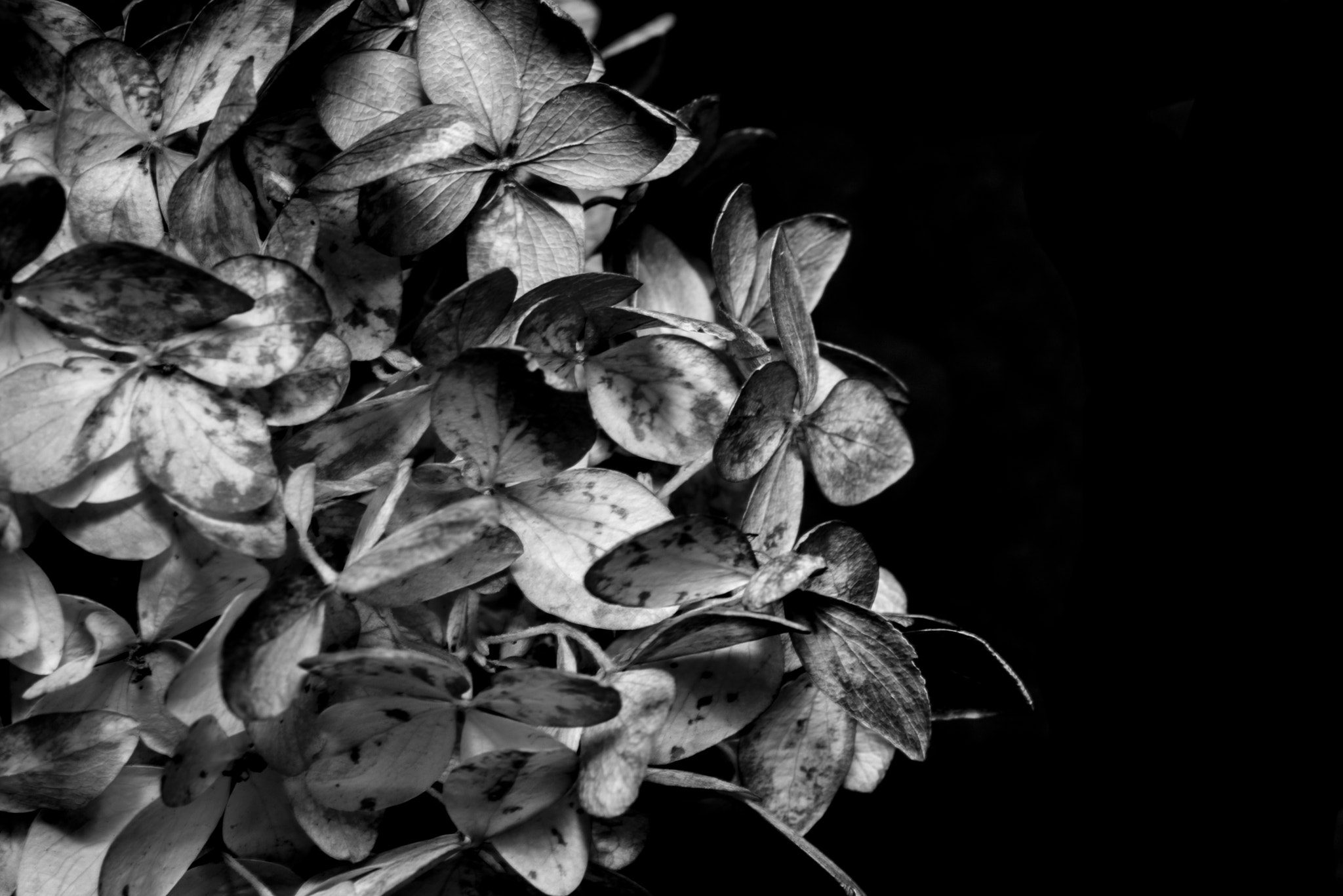 Sigma 105mm F2.8 EX DG OS HSM sample photo. Autumn flowers photography