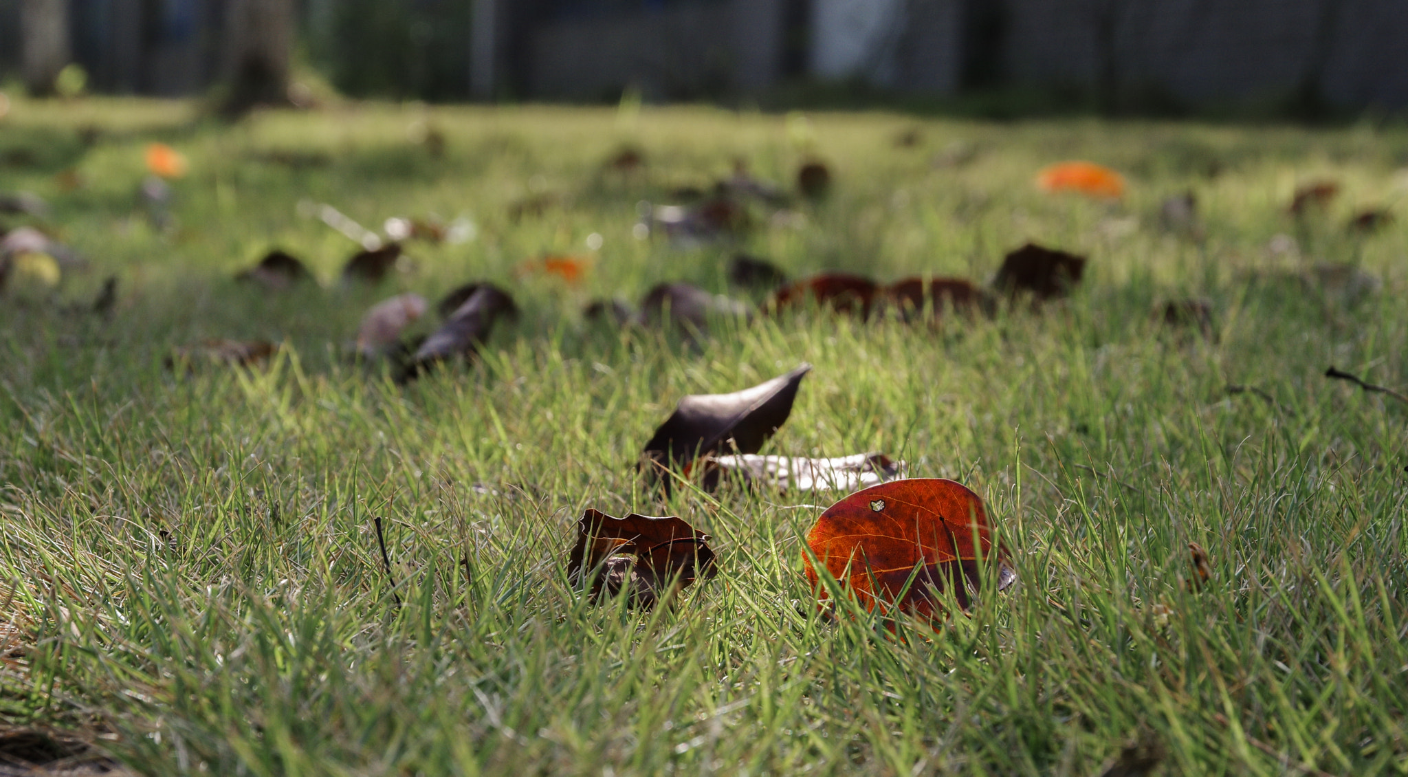 Pentax K-3 II sample photo. Fallen leaves photography