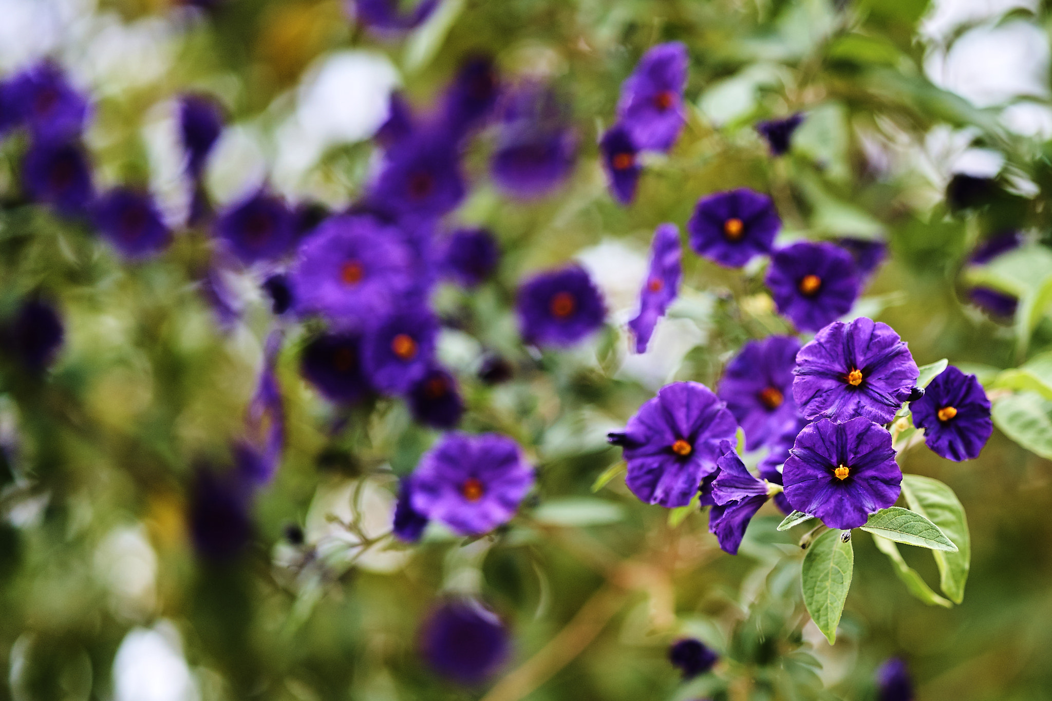 ZEISS Batis 85mm F1.8 sample photo. Fall purple photography