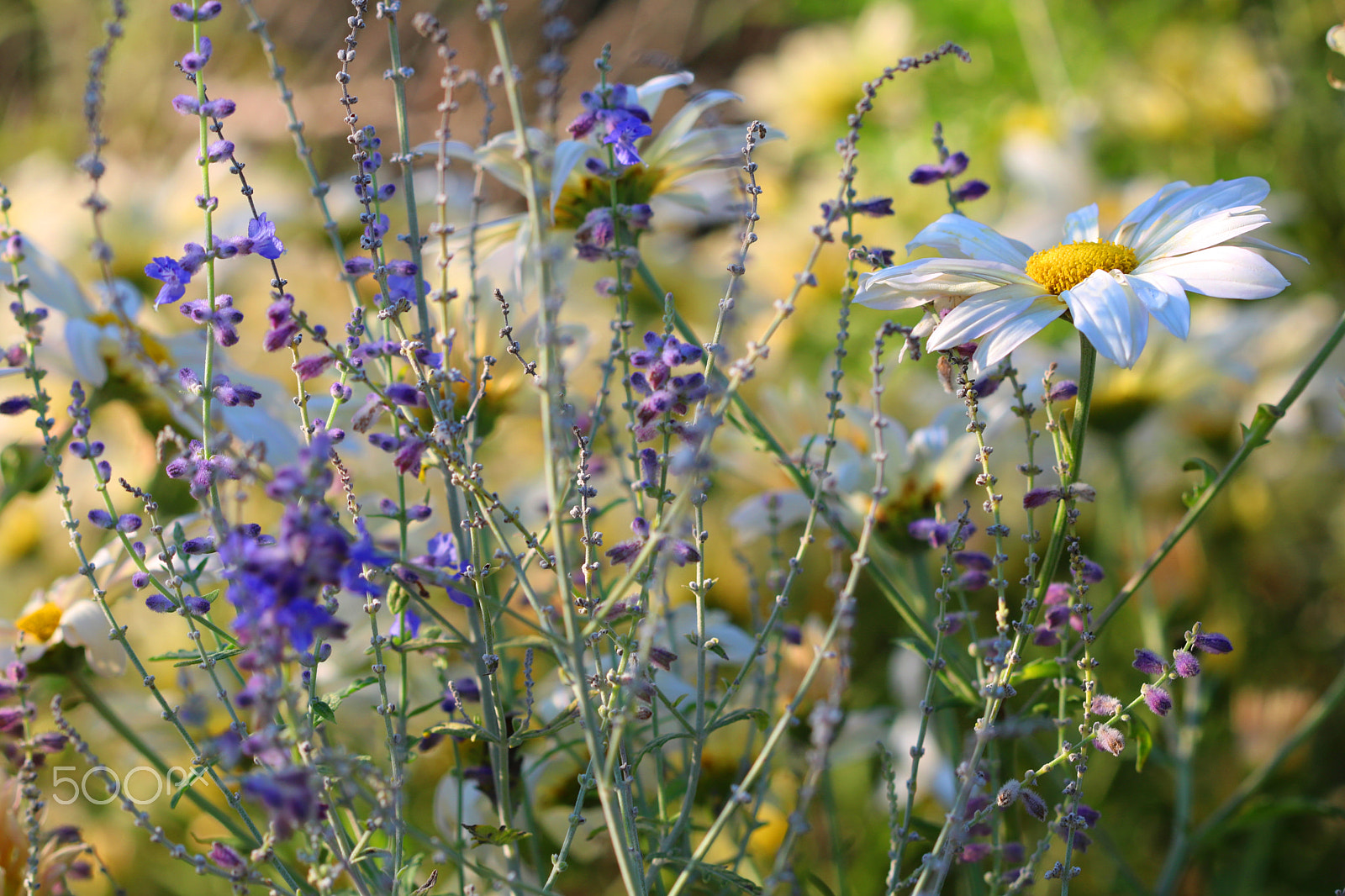 Canon EF 100mm F2.8 Macro USM sample photo. Garden 0463 photography