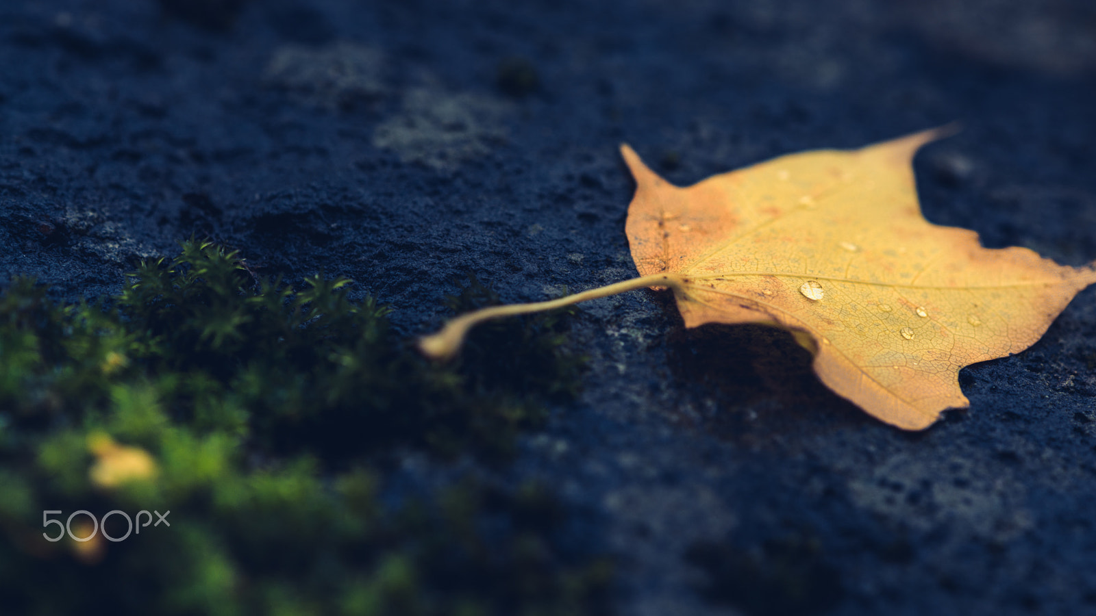 Nikon D7100 sample photo. 雨が彩る秋もあり // autumn rain. photography