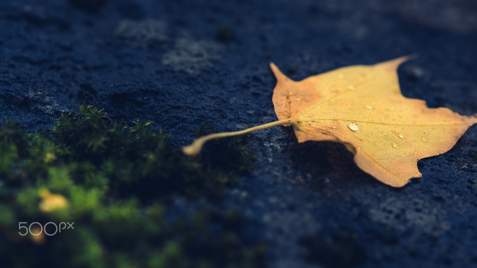 Nikon AF-S DX Micro-Nikkor 85mm F3.5G ED VR sample photo. 雨が彩る秋もあり // autumn rain. photography