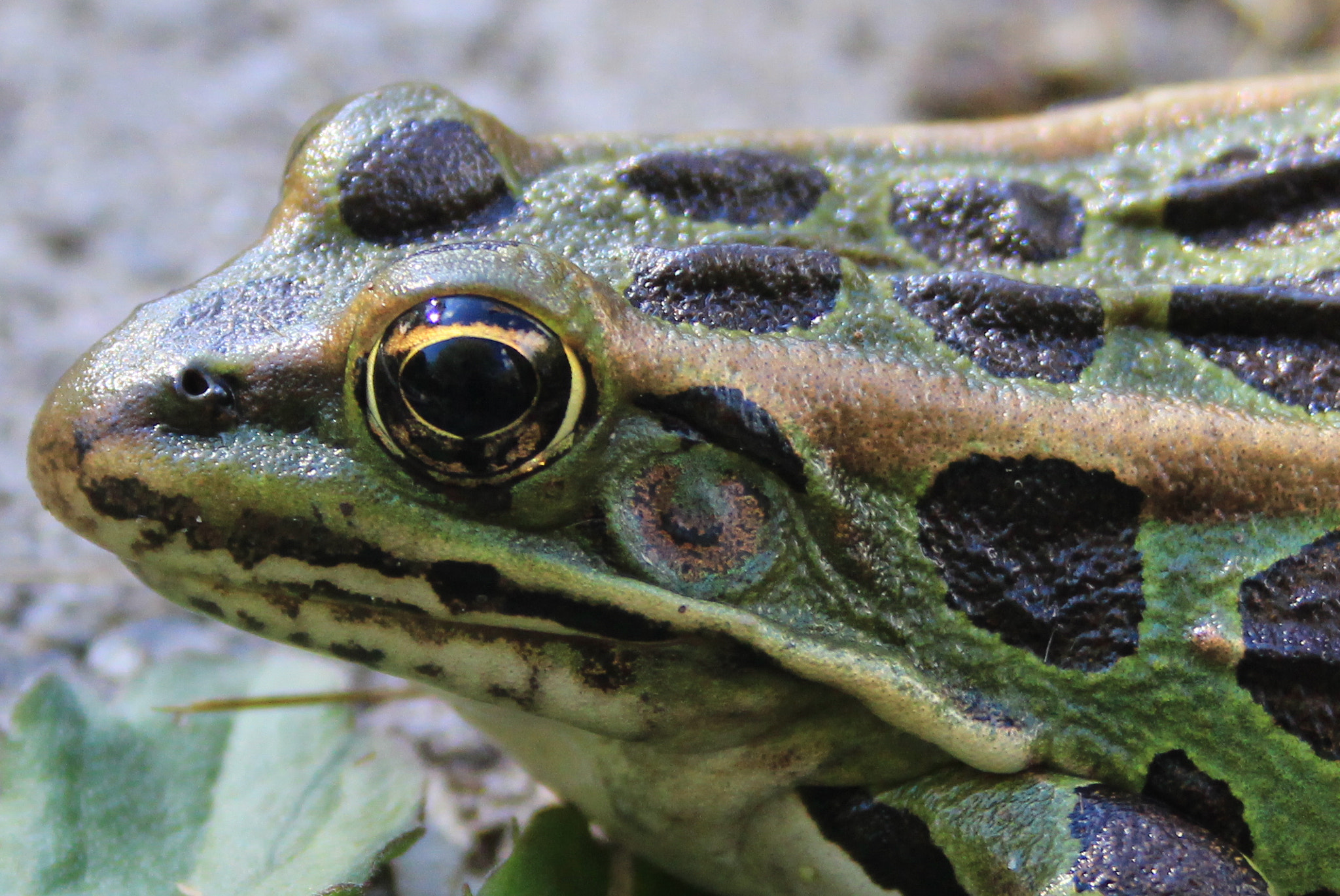 Canon EOS 100D (EOS Rebel SL1 / EOS Kiss X7) sample photo. Frog photography