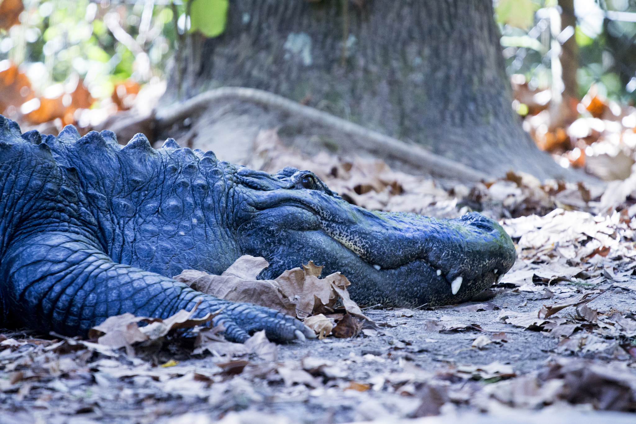 Canon EOS 700D (EOS Rebel T5i / EOS Kiss X7i) + Canon EF 70-200mm F4L USM sample photo. Relaxing alligator photography