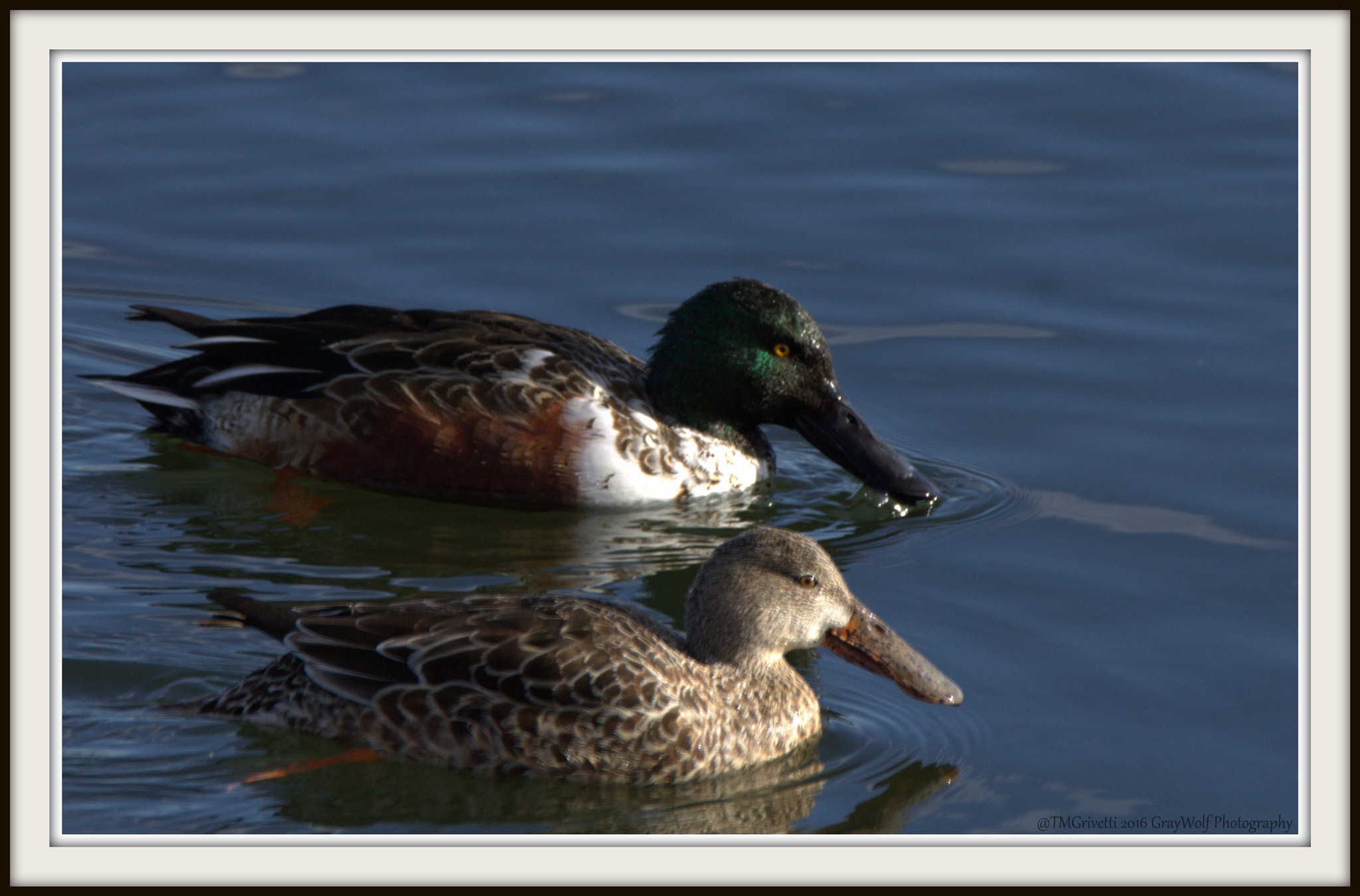 Tamron SP 150-600mm F5-6.3 Di VC USD sample photo. The couple photography