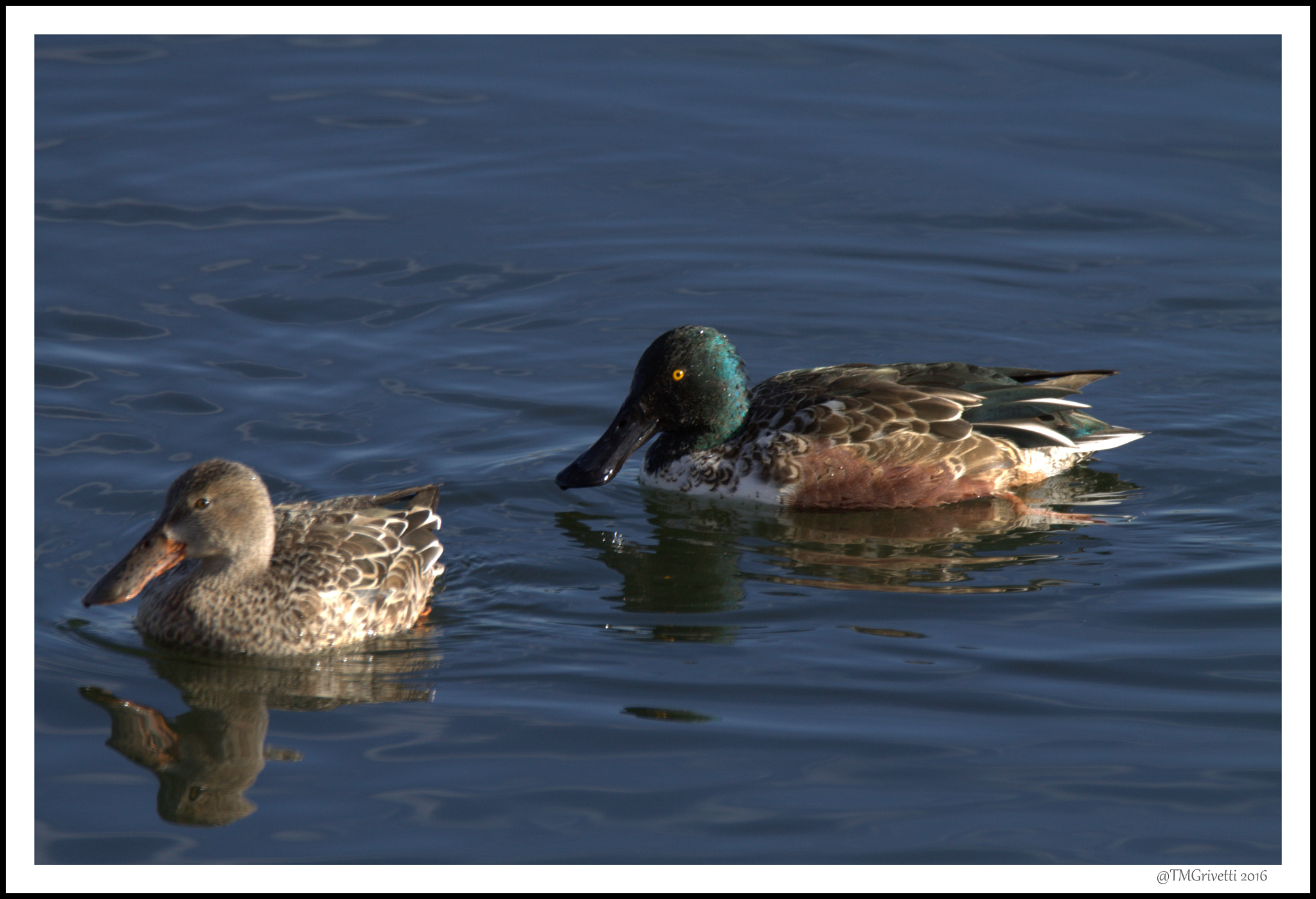 Tamron SP 150-600mm F5-6.3 Di VC USD sample photo. Drake and mallard - lake ladora photography