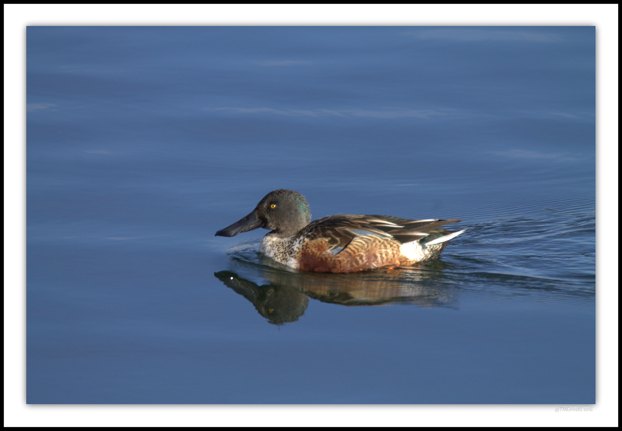 Tamron SP 150-600mm F5-6.3 Di VC USD sample photo. Northern shoveler photography