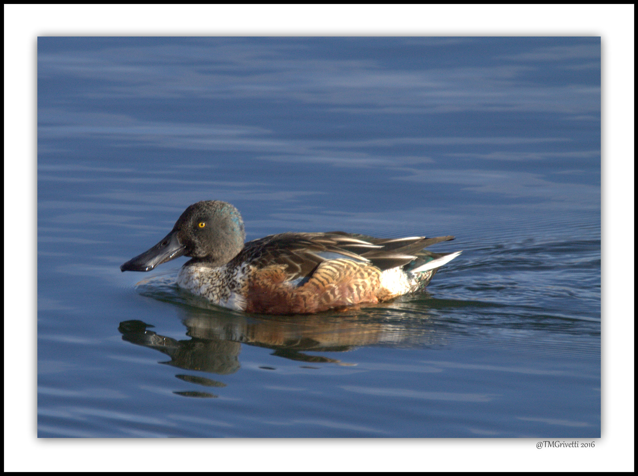 Tamron SP 150-600mm F5-6.3 Di VC USD sample photo. Northern shoveler photography