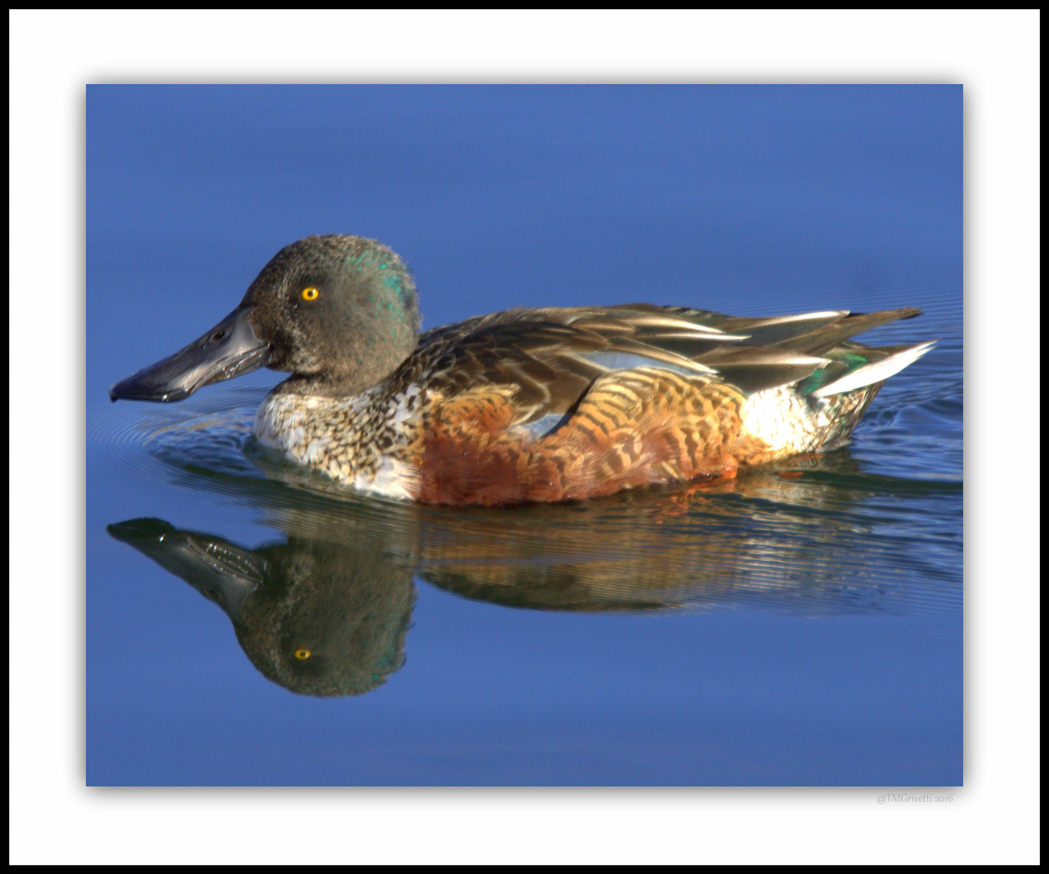 Tamron SP 150-600mm F5-6.3 Di VC USD sample photo. Northern shoveler photography