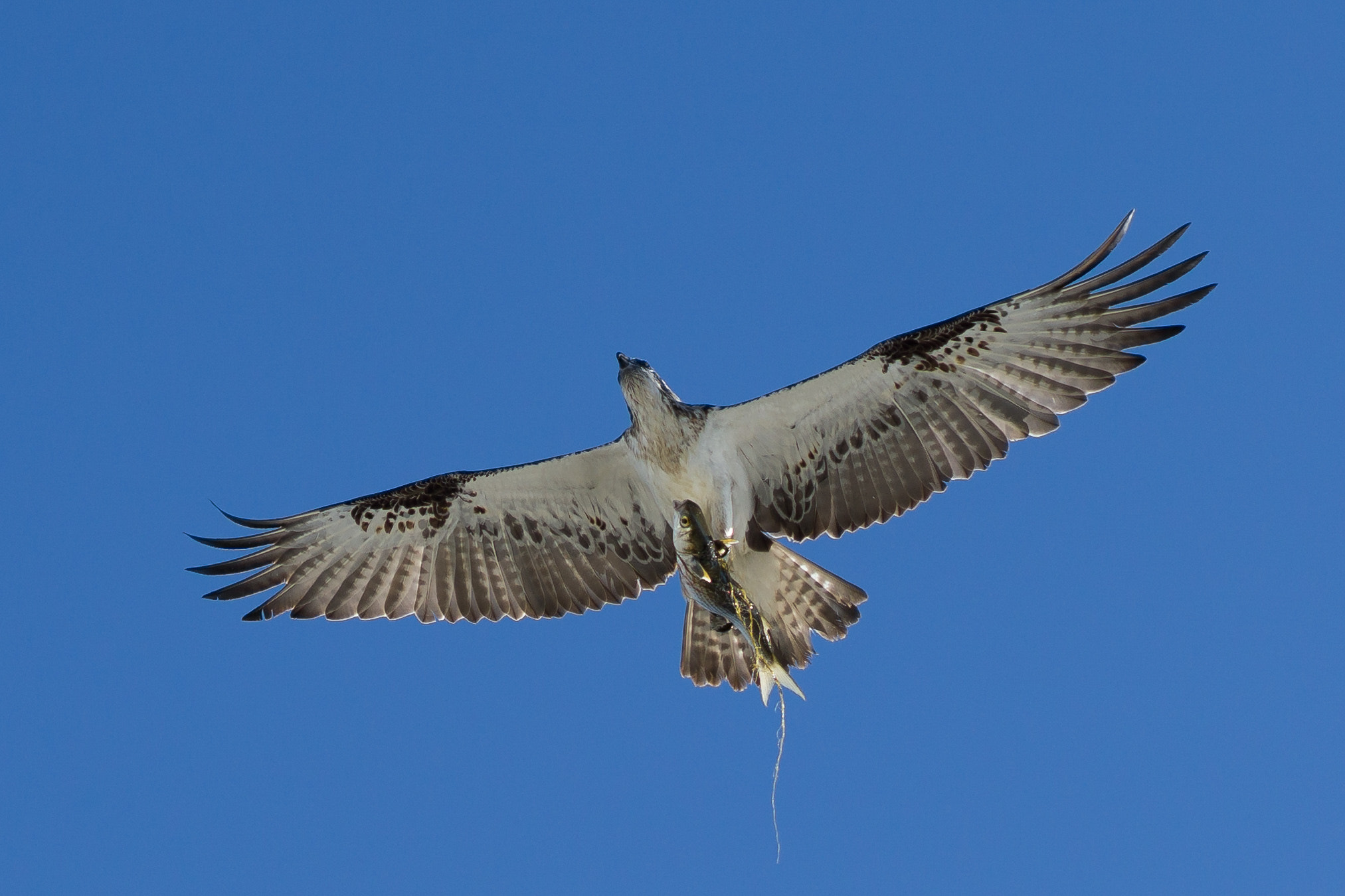 Sony FE 85mm F1.4 GM sample photo. Osprey with fish in open air photography
