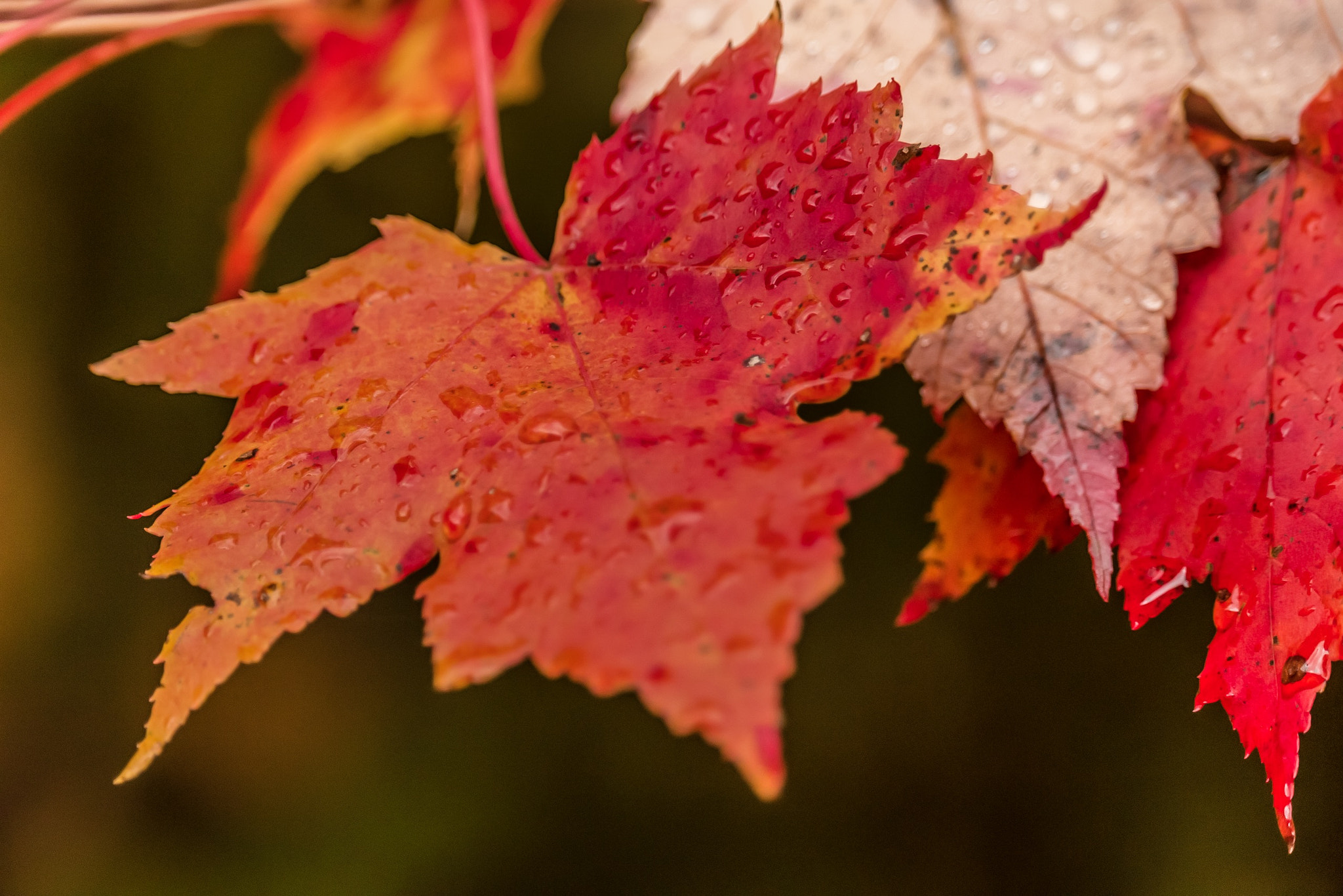 Canon EF-S 55-250mm F4-5.6 IS STM sample photo. A sign of fall. photography
