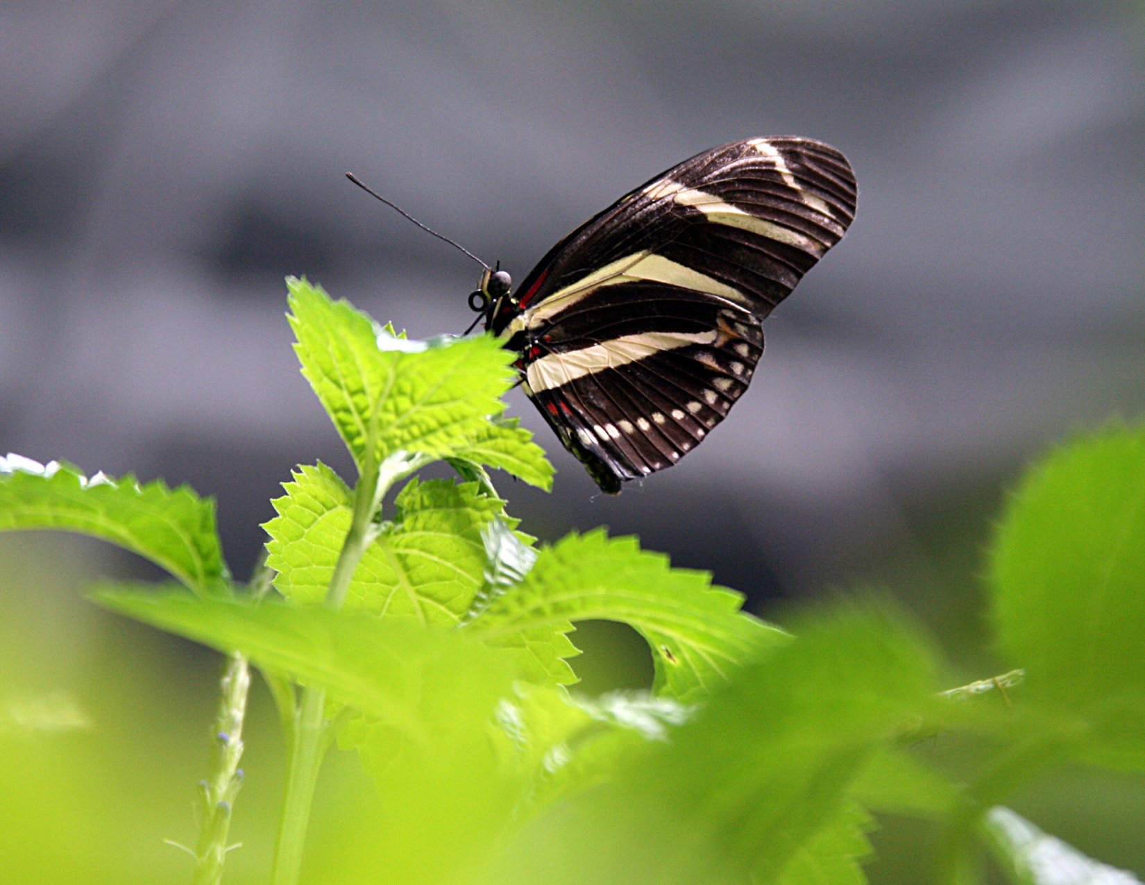 Canon EOS 400D (EOS Digital Rebel XTi / EOS Kiss Digital X) sample photo. Butterfly beauty photography
