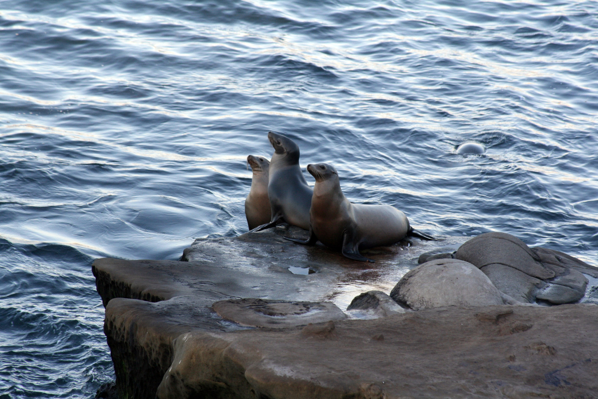 Canon EOS 400D (EOS Digital Rebel XTi / EOS Kiss Digital X) sample photo. Harbor seals photography