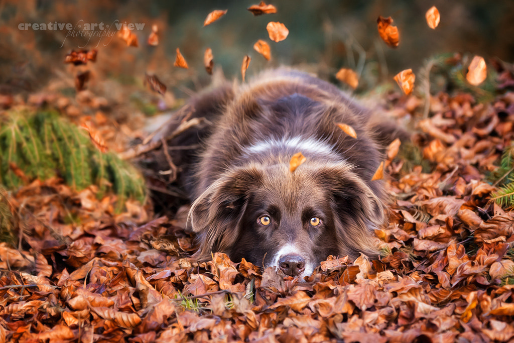 falling leafs, автор — Dalia Fichmann на 500px.com