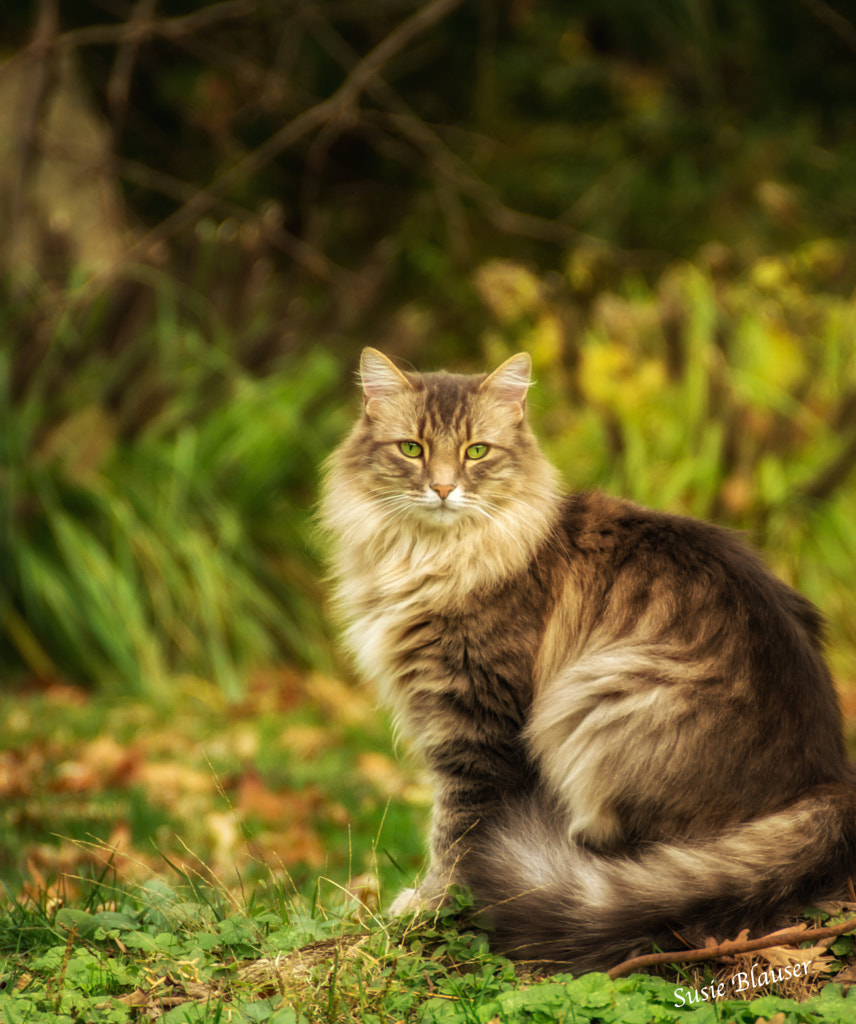 Long haired cat in yard by Susie Blauser on 500px.com