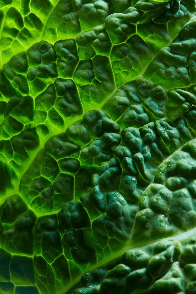 fresh savoy cabbage leaf by Yaroslav Danylchenko on 500px.com