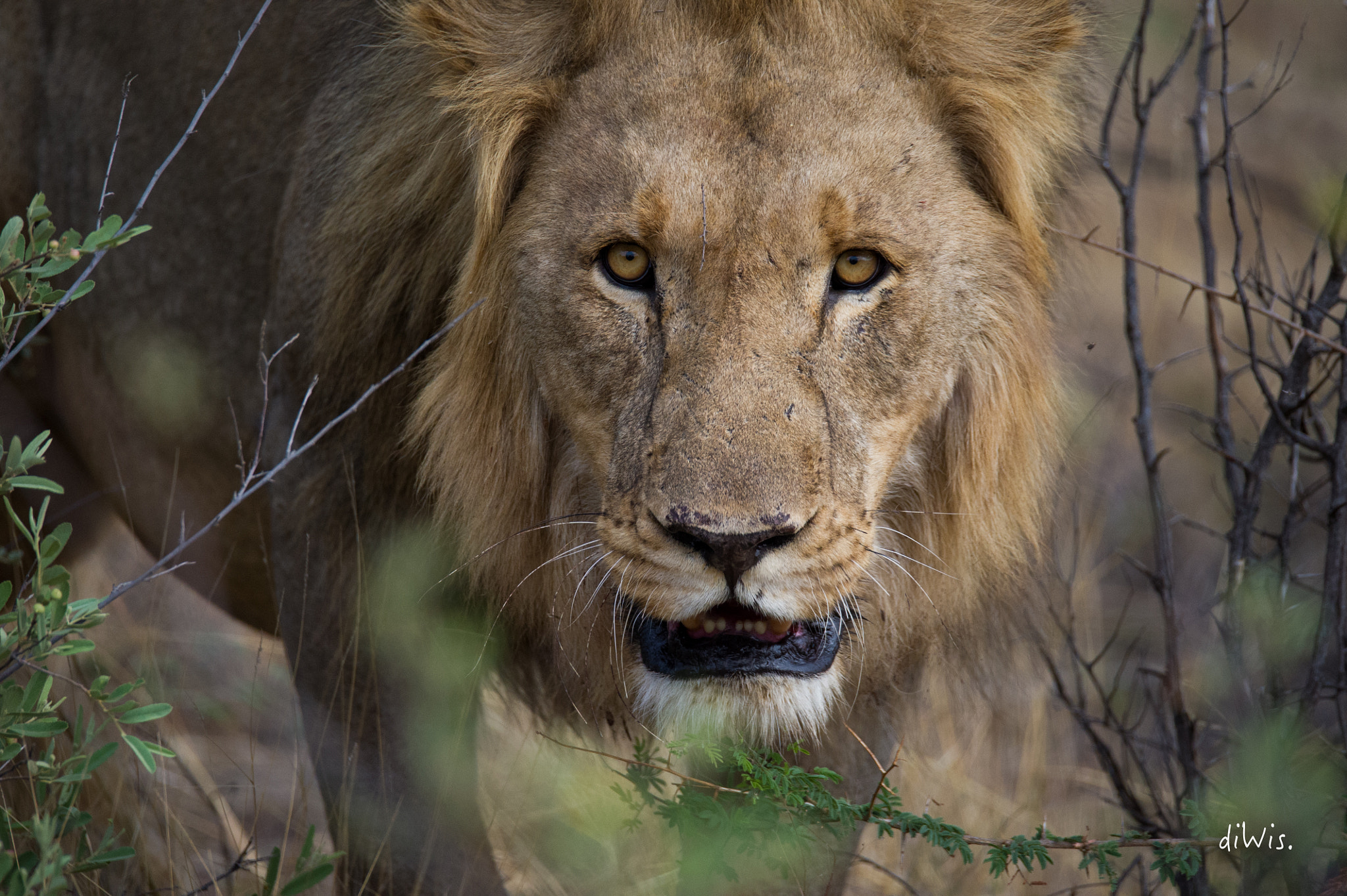 Sigma 150-600mm F5-6.3 DG OS HSM | S sample photo. Look photography