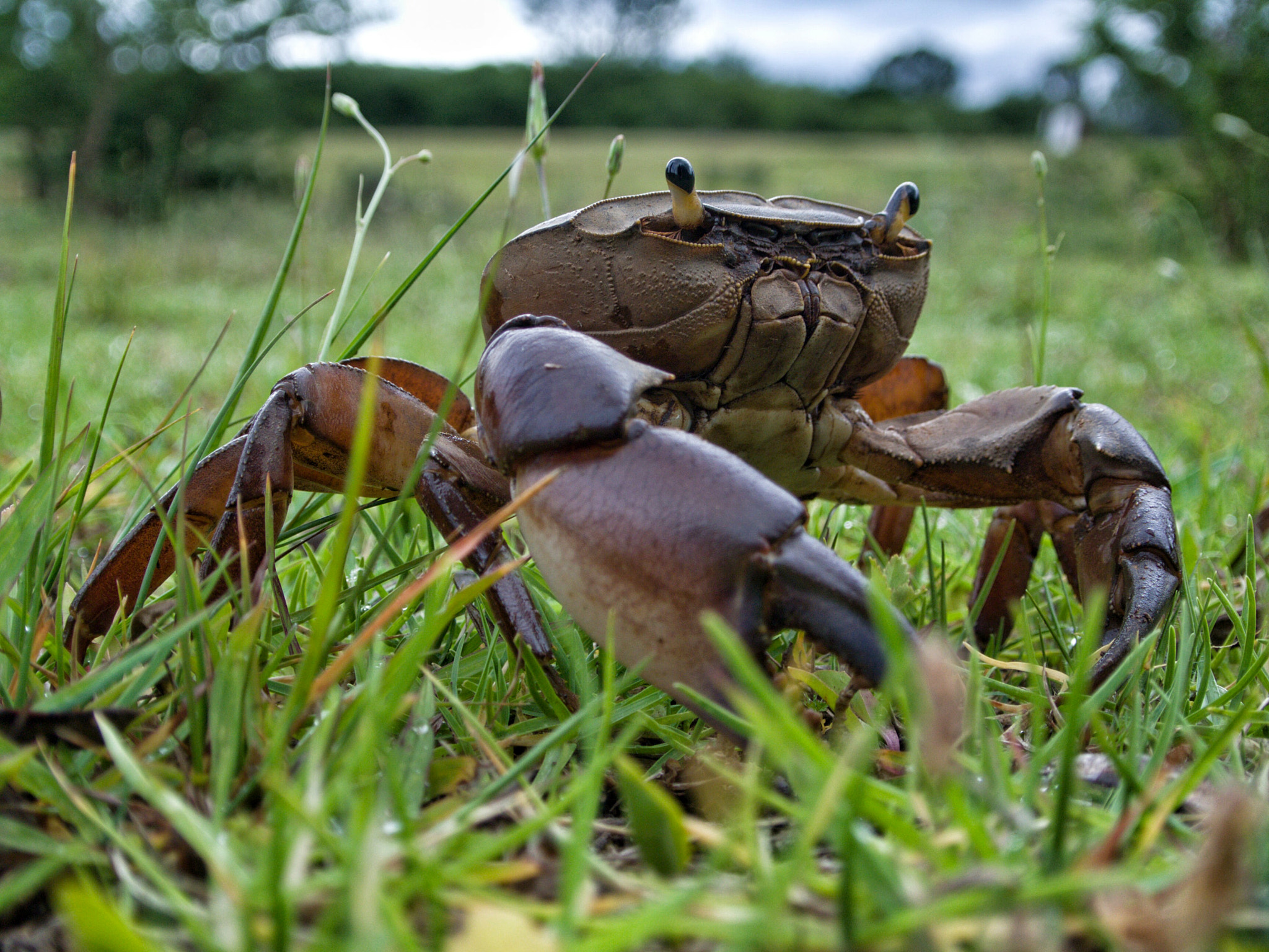 Crab in Field