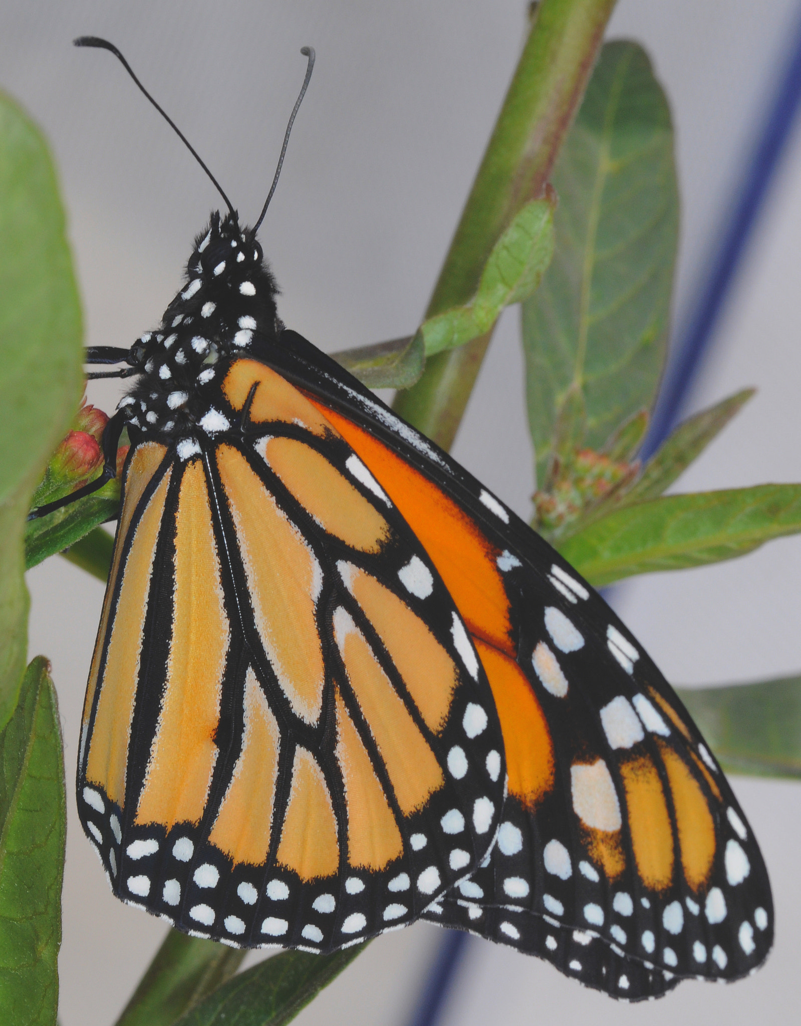 Male Monarch butterfly by Douglass Moody Photo 1818245 / 500px