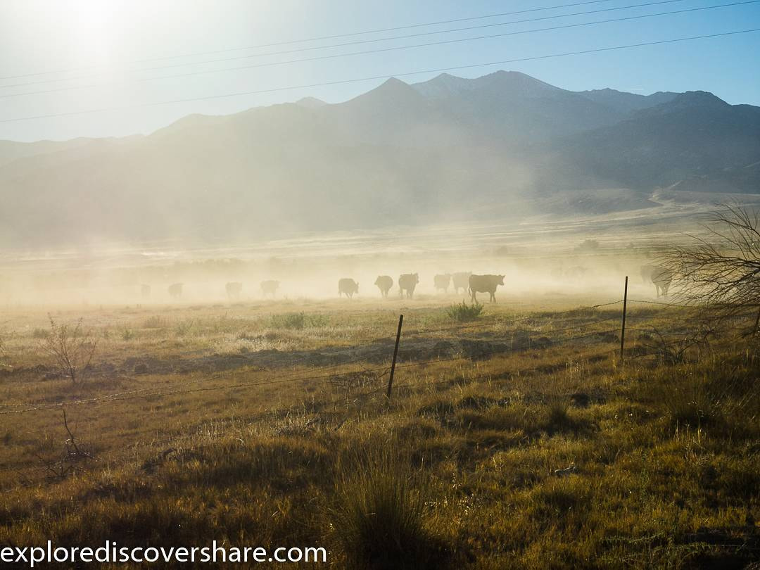 From our drive along the #ponyexpress rout. This herd of #cattle were all on their way to...