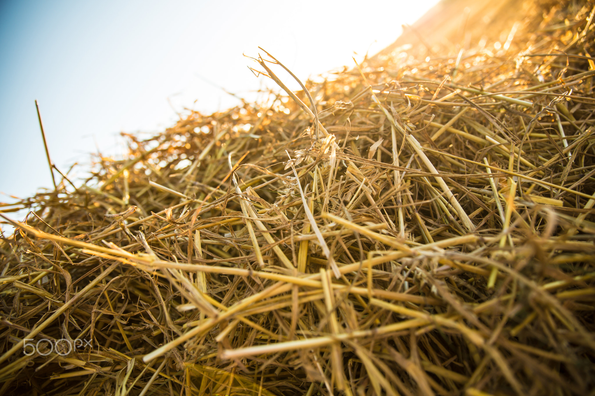 Hay in the sunset