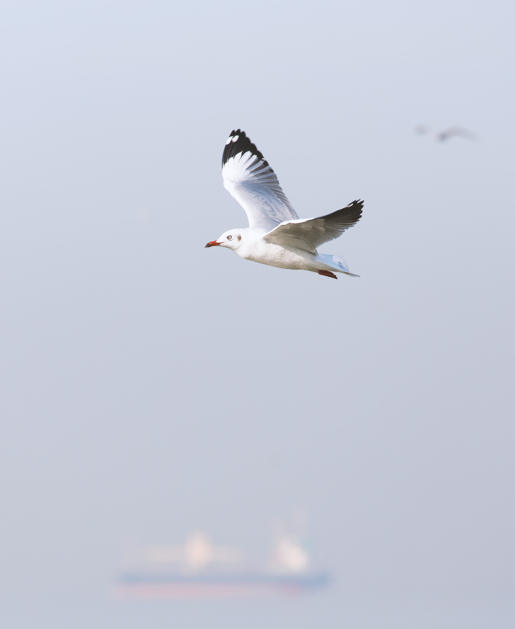 Soft scene of flying seagull