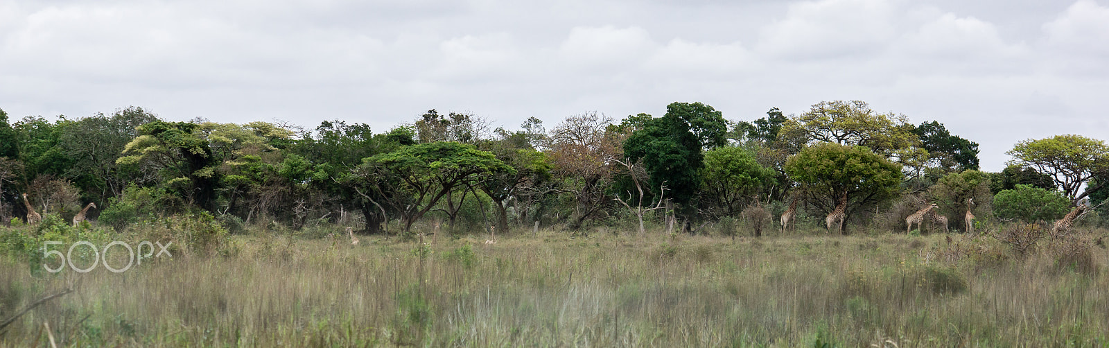 Tamron SP 70-300mm F4-5.6 Di USD sample photo. Giraforama - the right photo this time photography