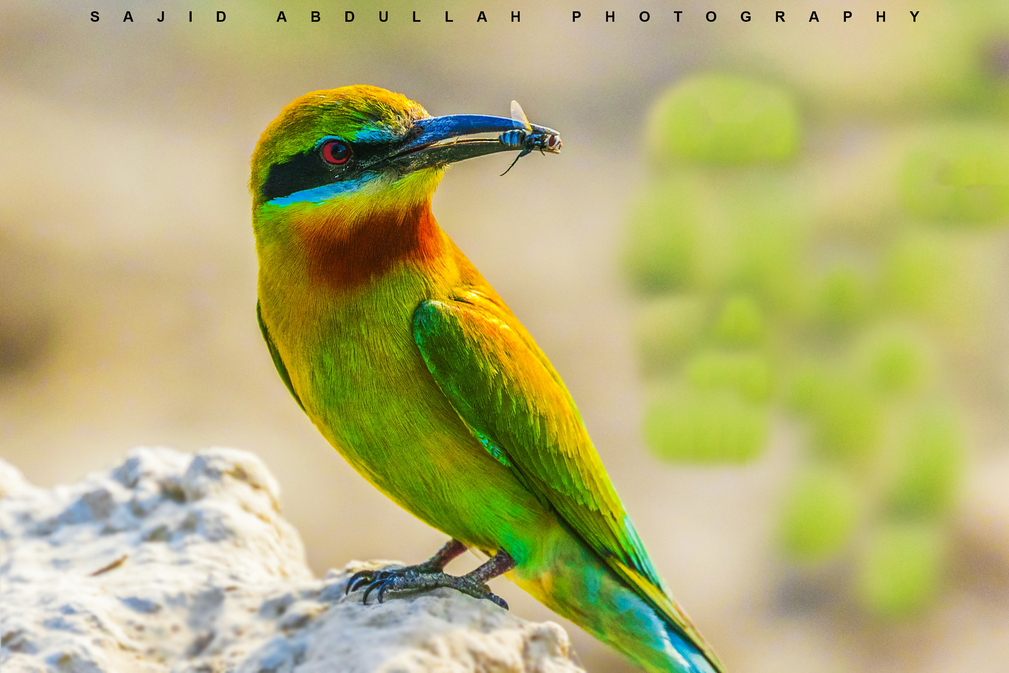 Canon EOS 5DS R sample photo. Color of nature !!! photography