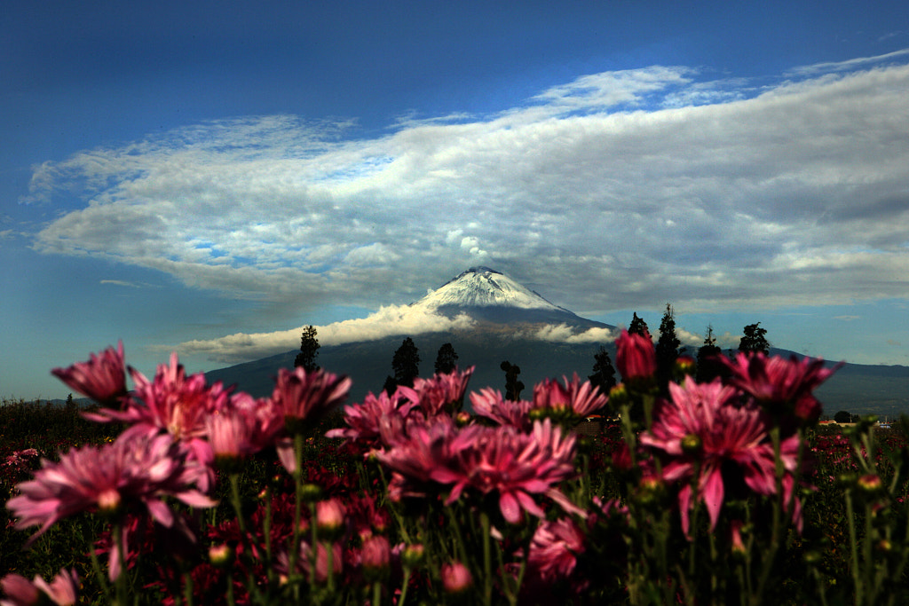 Pink flowers and volcano by Cristobal Garciaferro / 500px