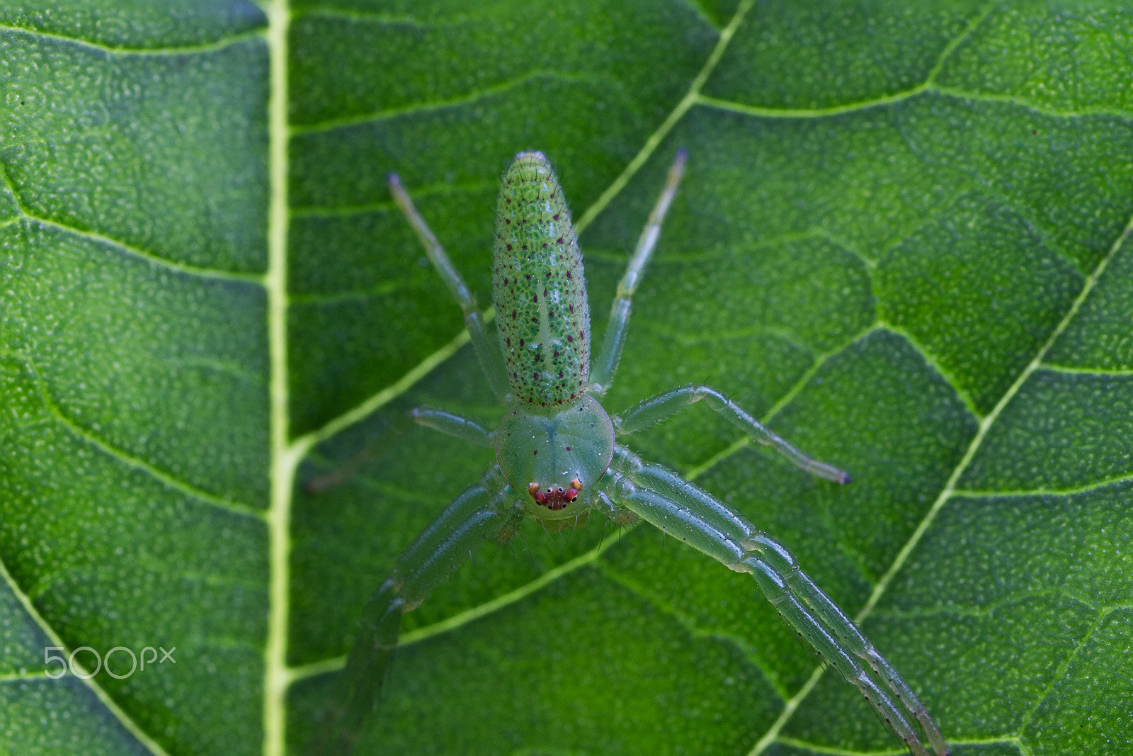 Canon EOS 7D + Canon MP-E 65mm F2.5 1-5x Macro Photo sample photo. 条纹绿蟹蛛 photography