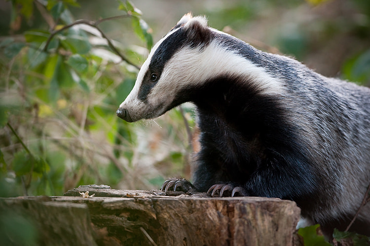 European Badger Meles Meles By Damian Kuzdak 500px