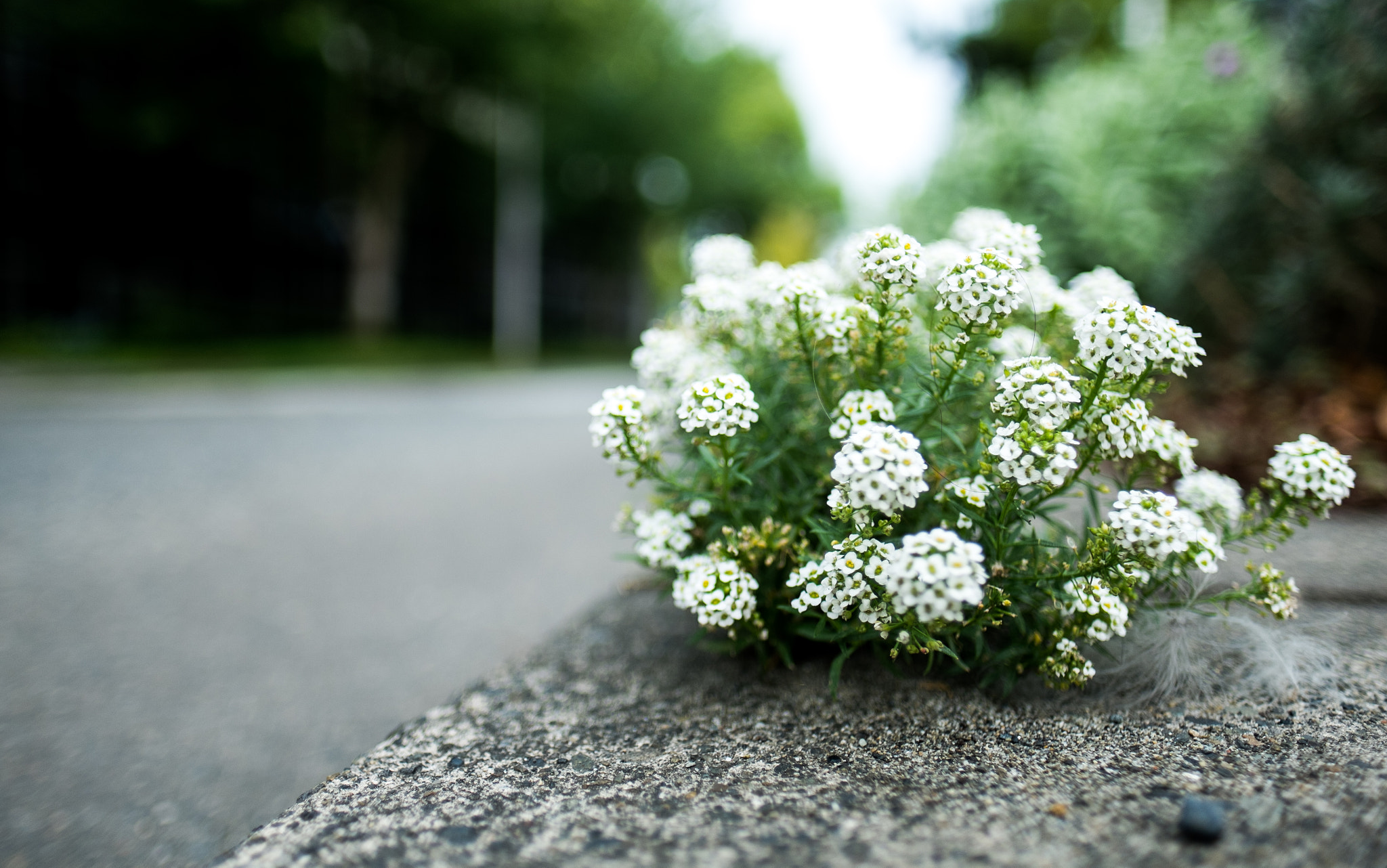 Fujifilm X-Pro1 + Fujifilm XF 16mm F1.4 R WR sample photo. Dscf photography