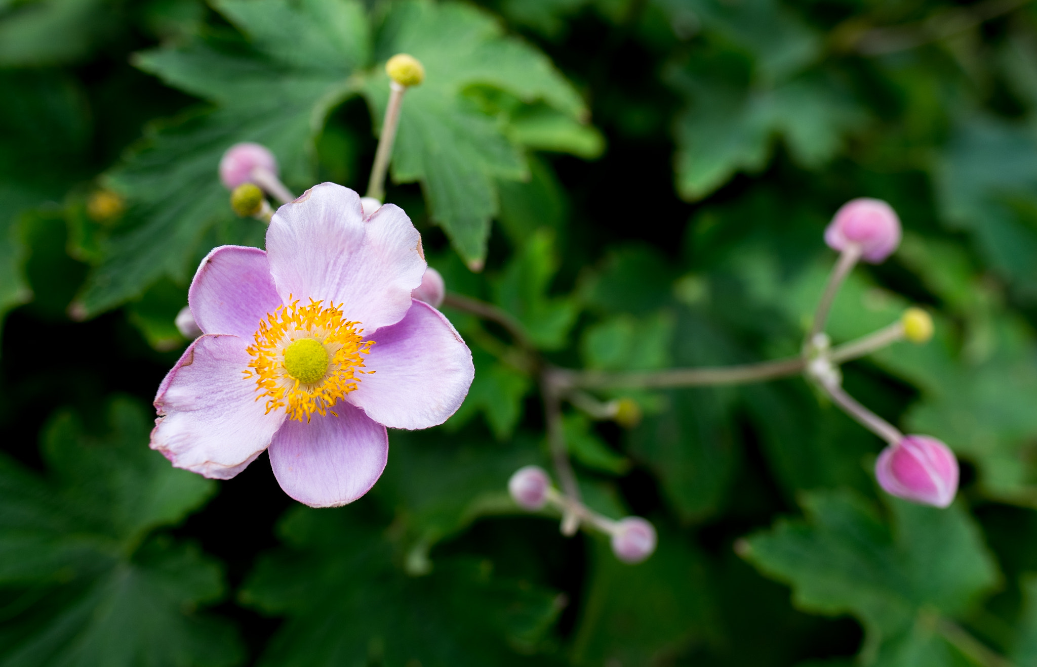 Fujifilm X-Pro1 + Fujifilm XF 16mm F1.4 R WR sample photo. Dscf photography