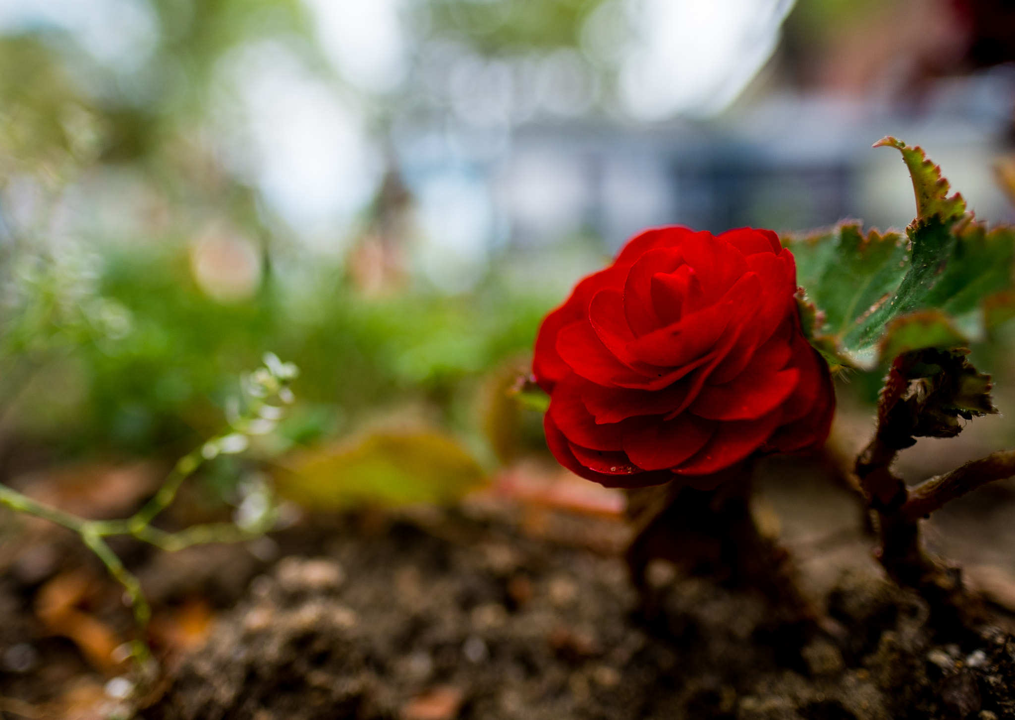 Fujifilm X-Pro1 + Fujifilm XF 16mm F1.4 R WR sample photo. Dscf photography