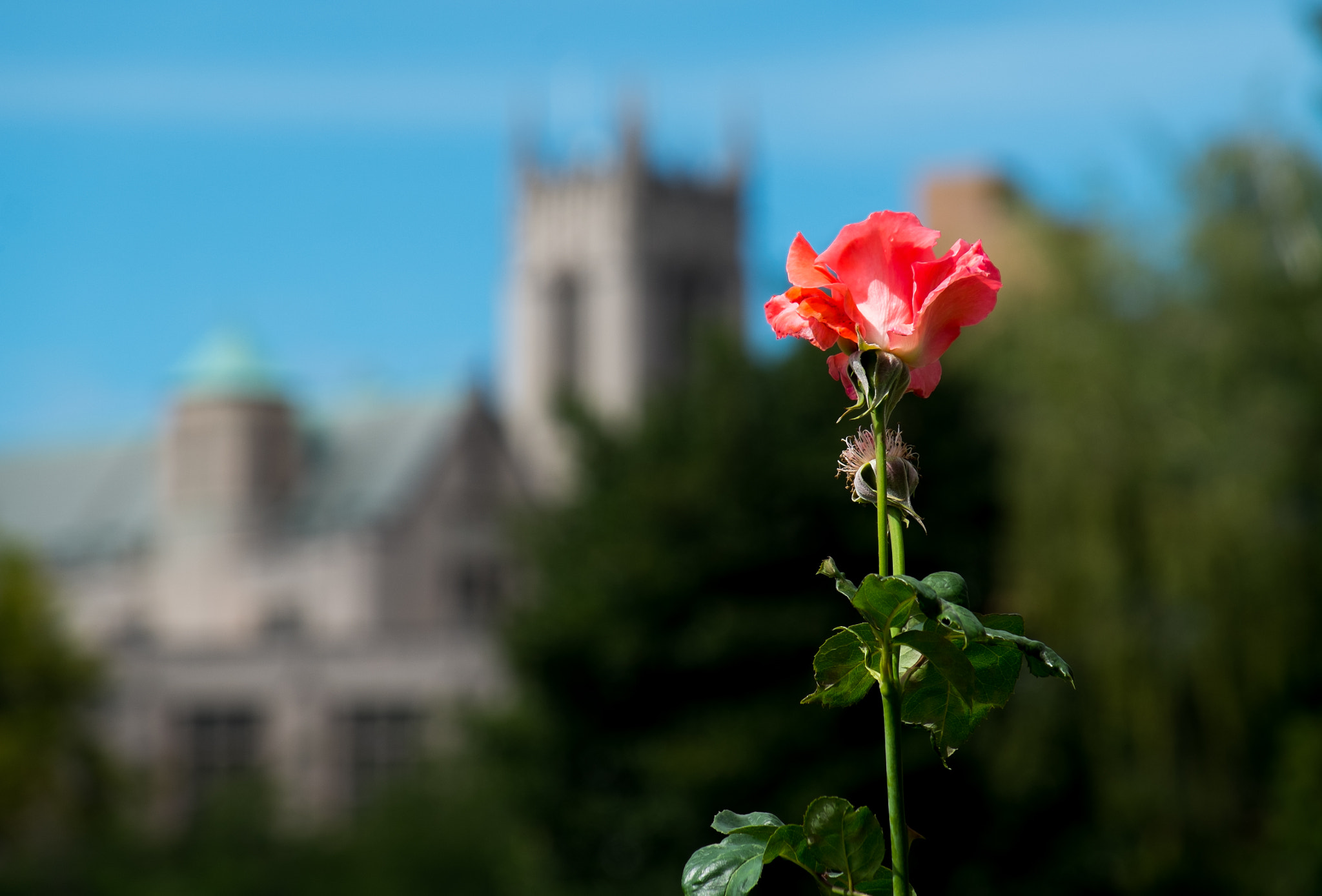 Fujifilm X-Pro1 + Fujifilm XF 18-135mm F3.5-5.6 R LM OIS WR sample photo. Dscf photography