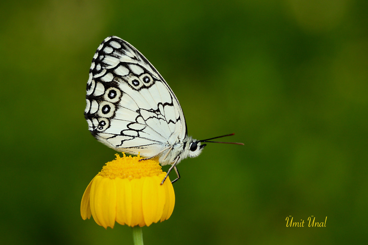 Canon EOS 40D + Canon EF 100mm F2.8 Macro USM sample photo. Marbled white photography