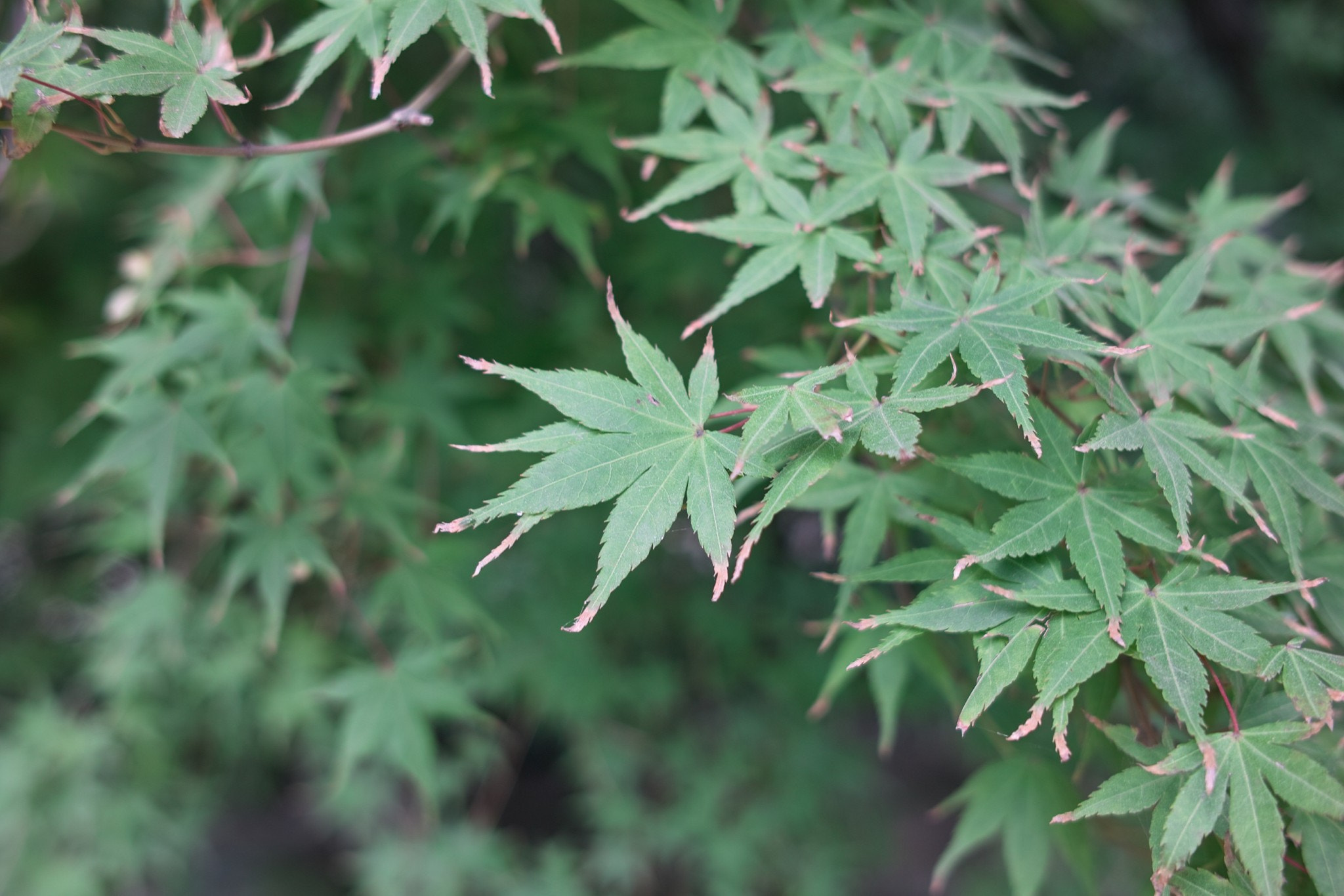 Sigma DP2x sample photo. Green leaves photography