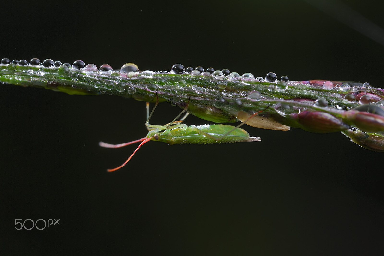 Canon MP-E 65mm F2.5 1-5x Macro Photo sample photo. 一只带有露水的蝽 photography
