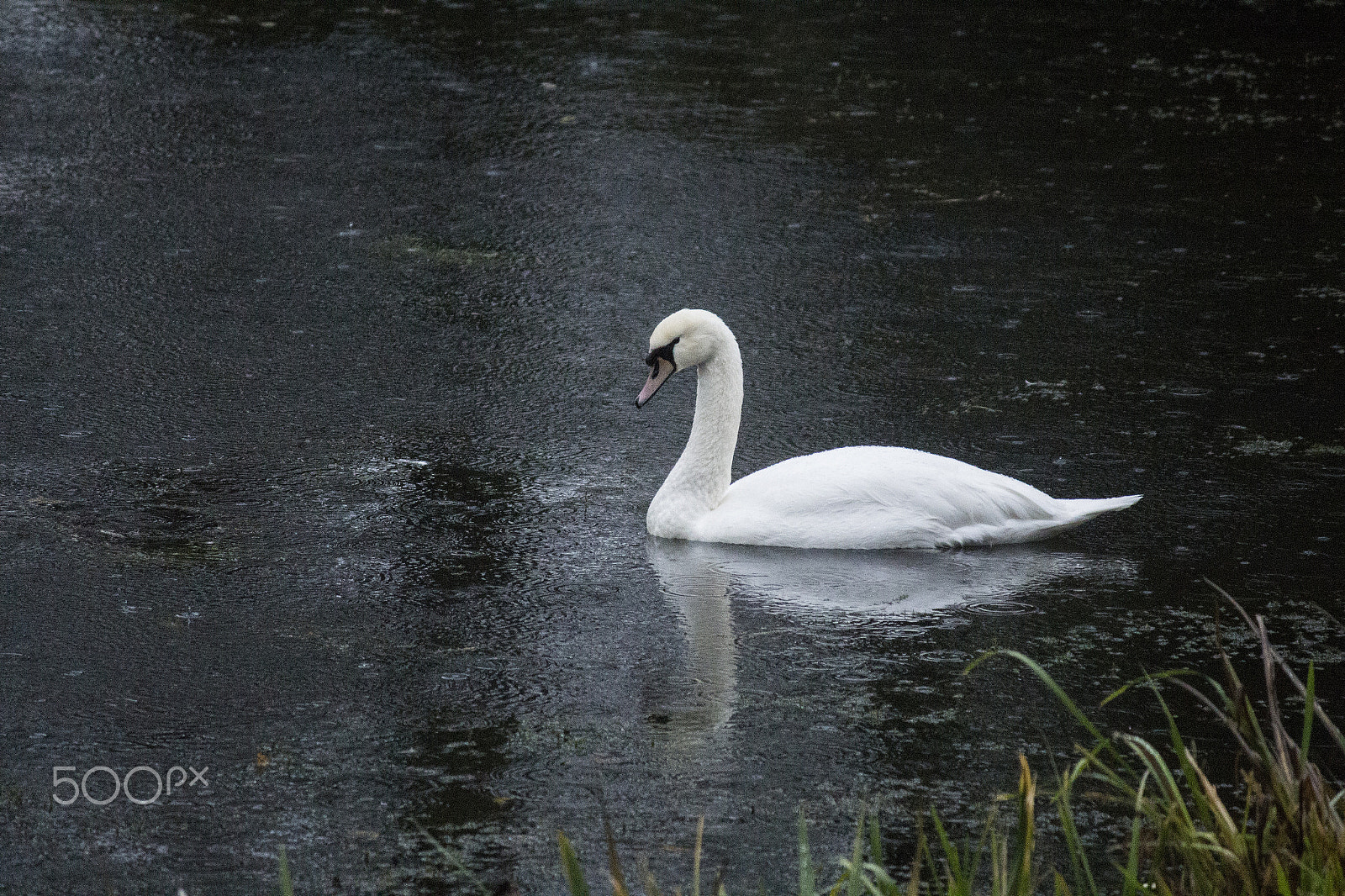 Canon EF-S 55-250mm F4-5.6 IS sample photo. Swan in rain photography