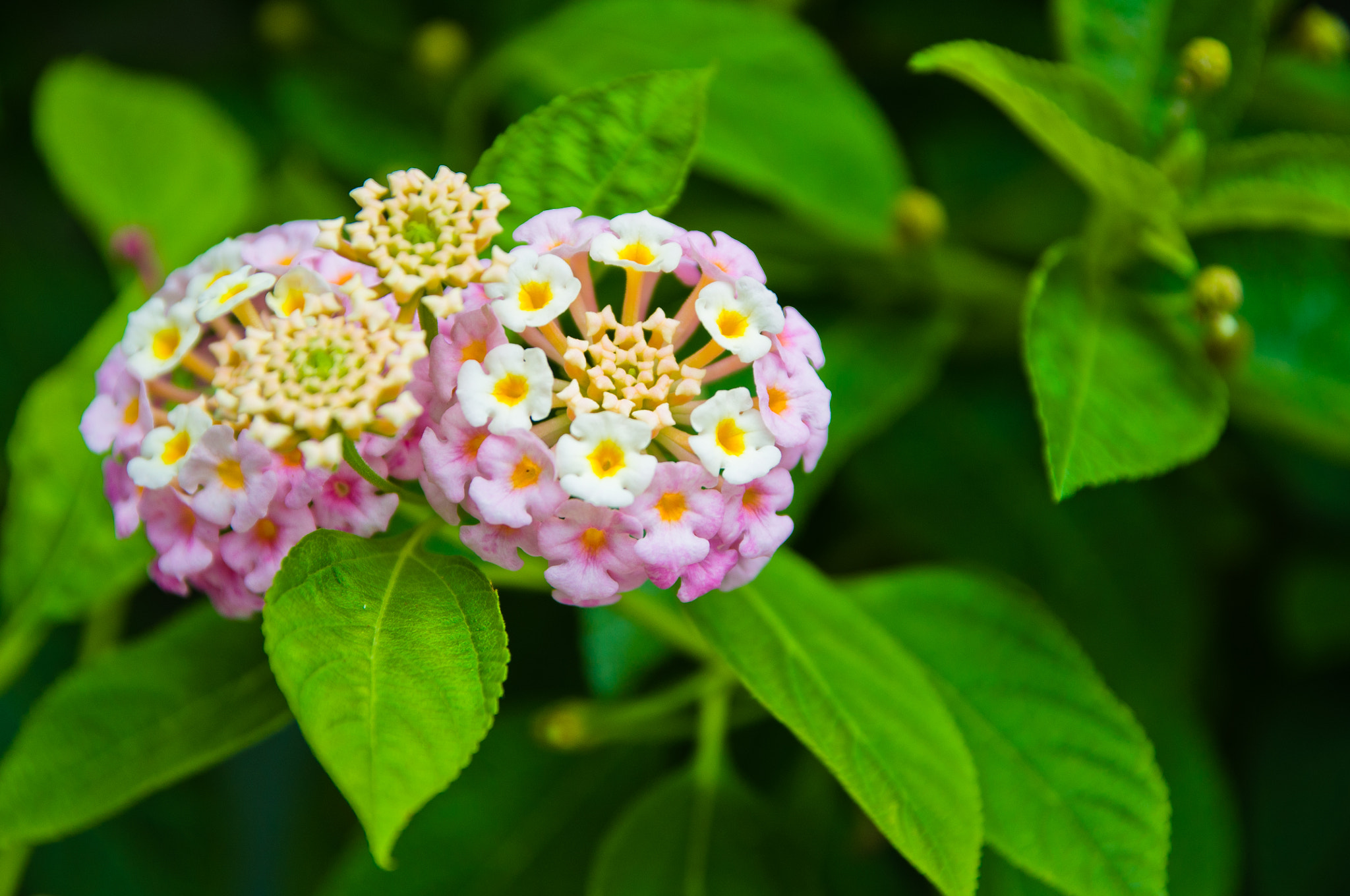 Sigma 17-70mm F2.8-4 DC Macro OS HSM sample photo. Flora photography