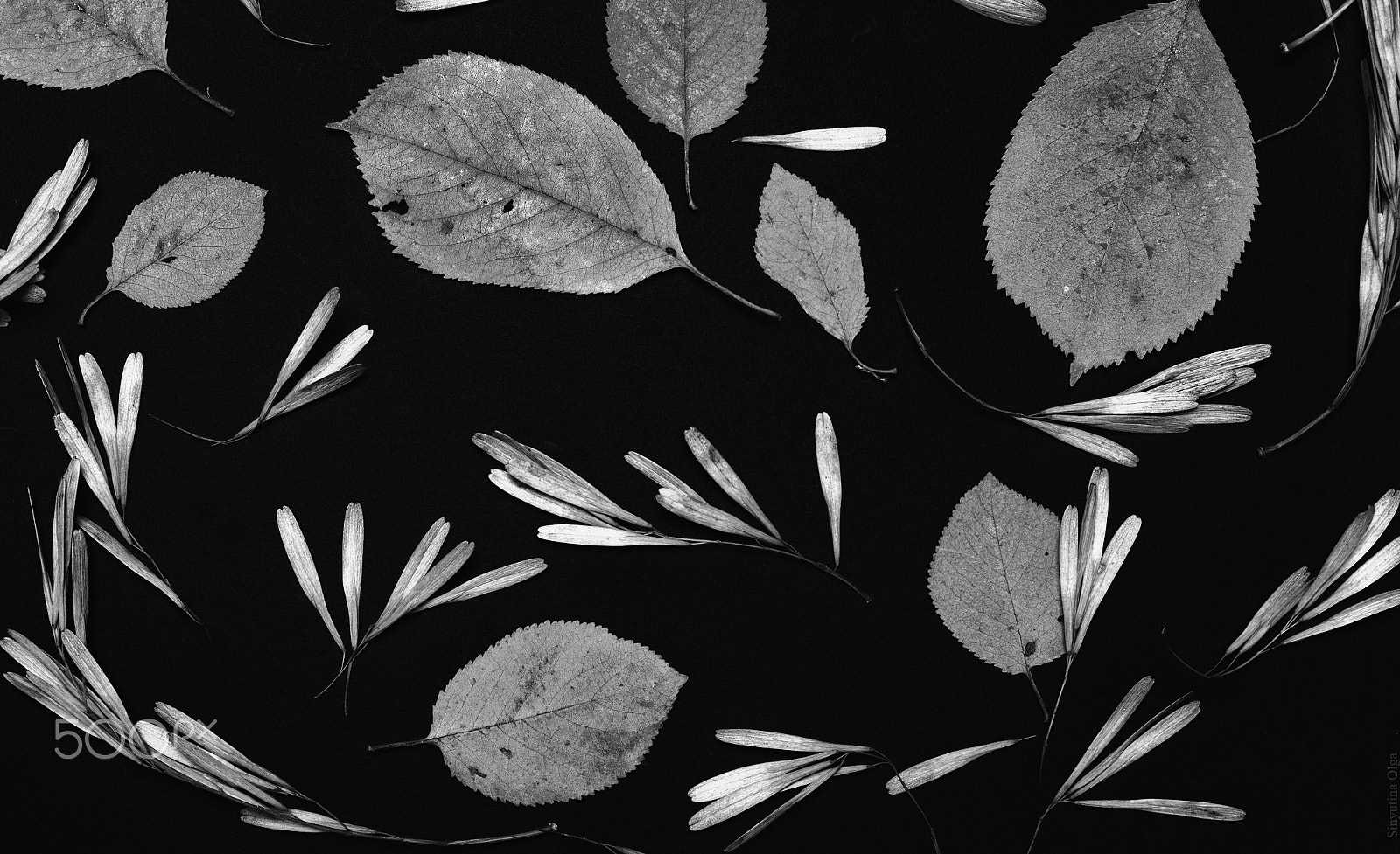 Pentax K-5 IIs + Sigma sample photo. Herbarium photography