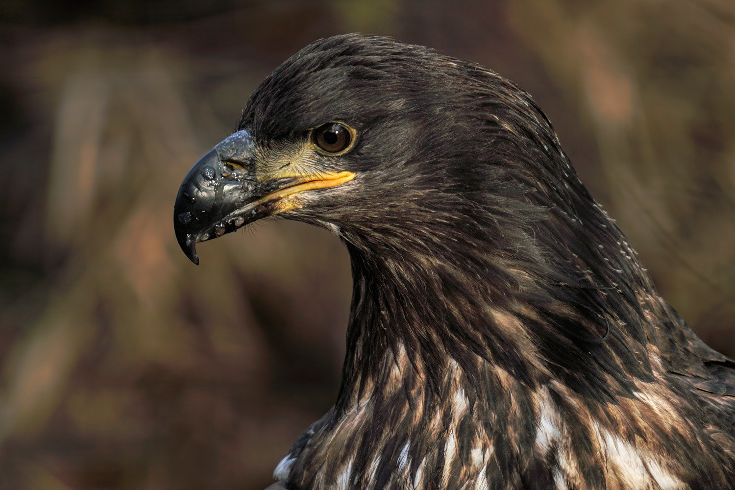 Sony a6300 sample photo. Juvenile bald eagle portrait photography