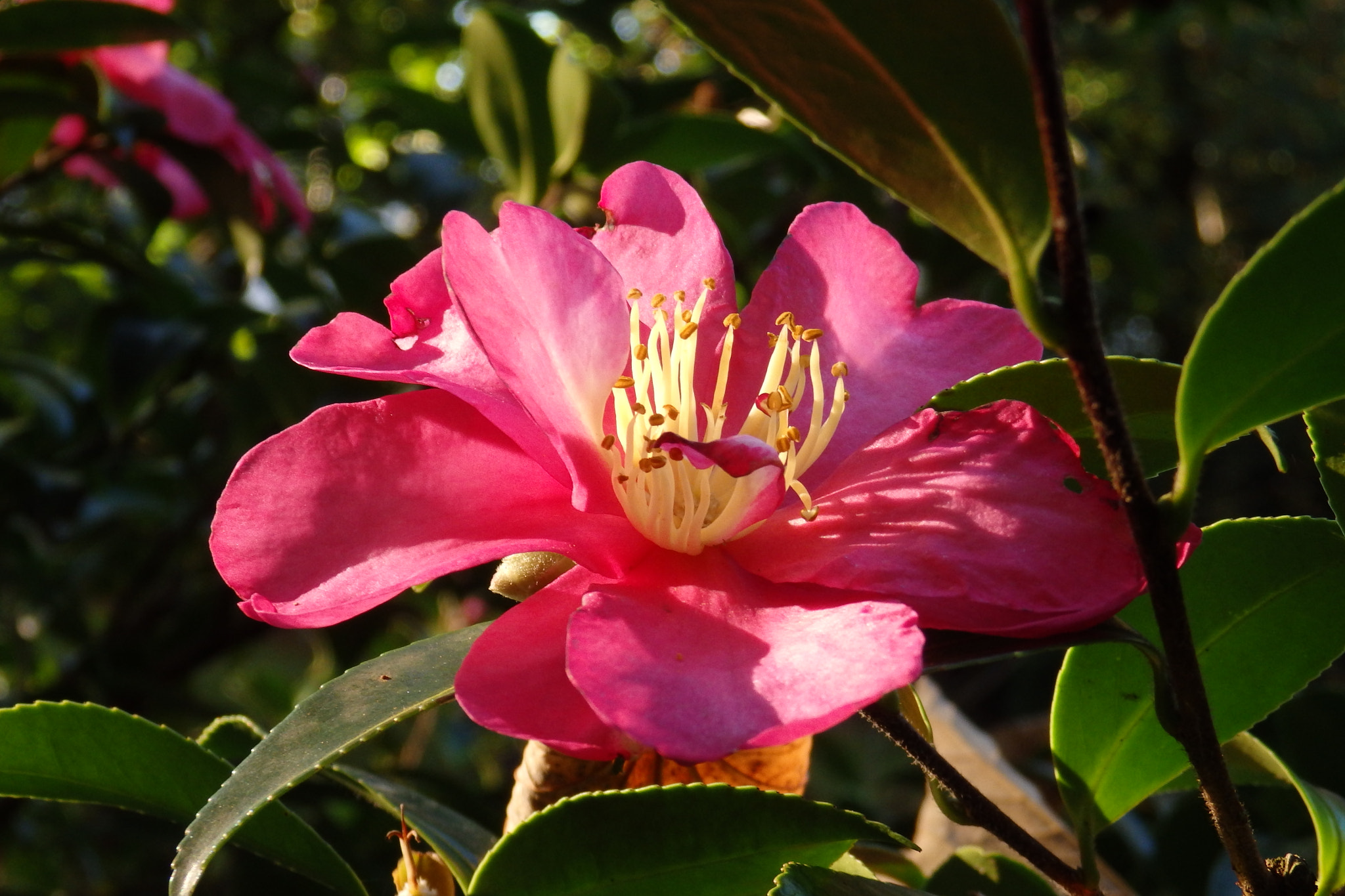 Olympus SZ-17 sample photo. Camelia photography