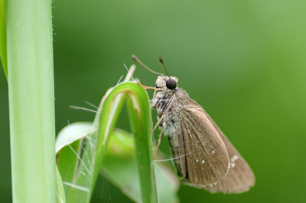 Pentax smc D-FA 100mm F2.8 macro sample photo. Butterfly in autume photography