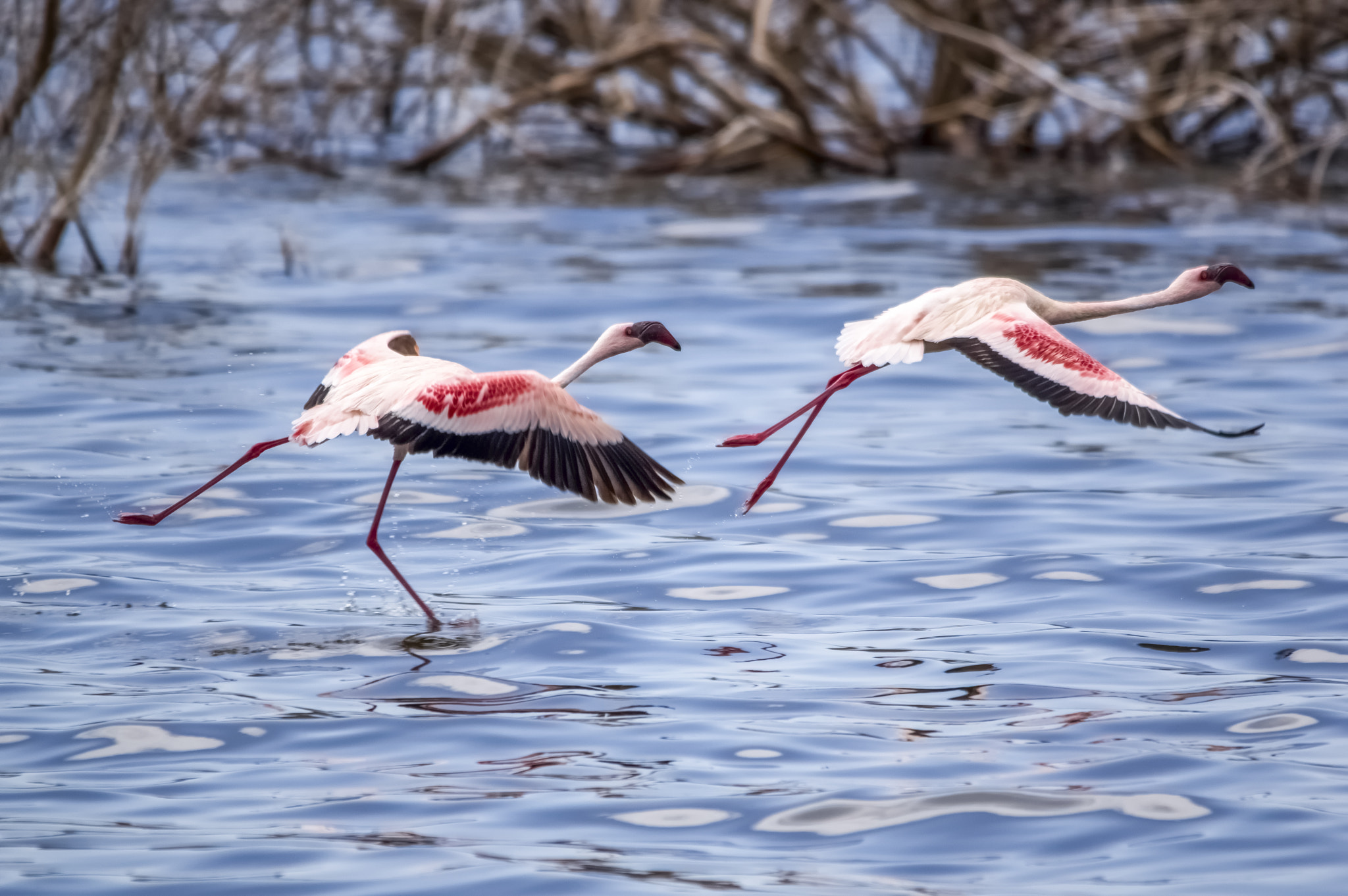 Sigma 150-500mm F5-6.3 DG OS HSM sample photo. Ballet photography